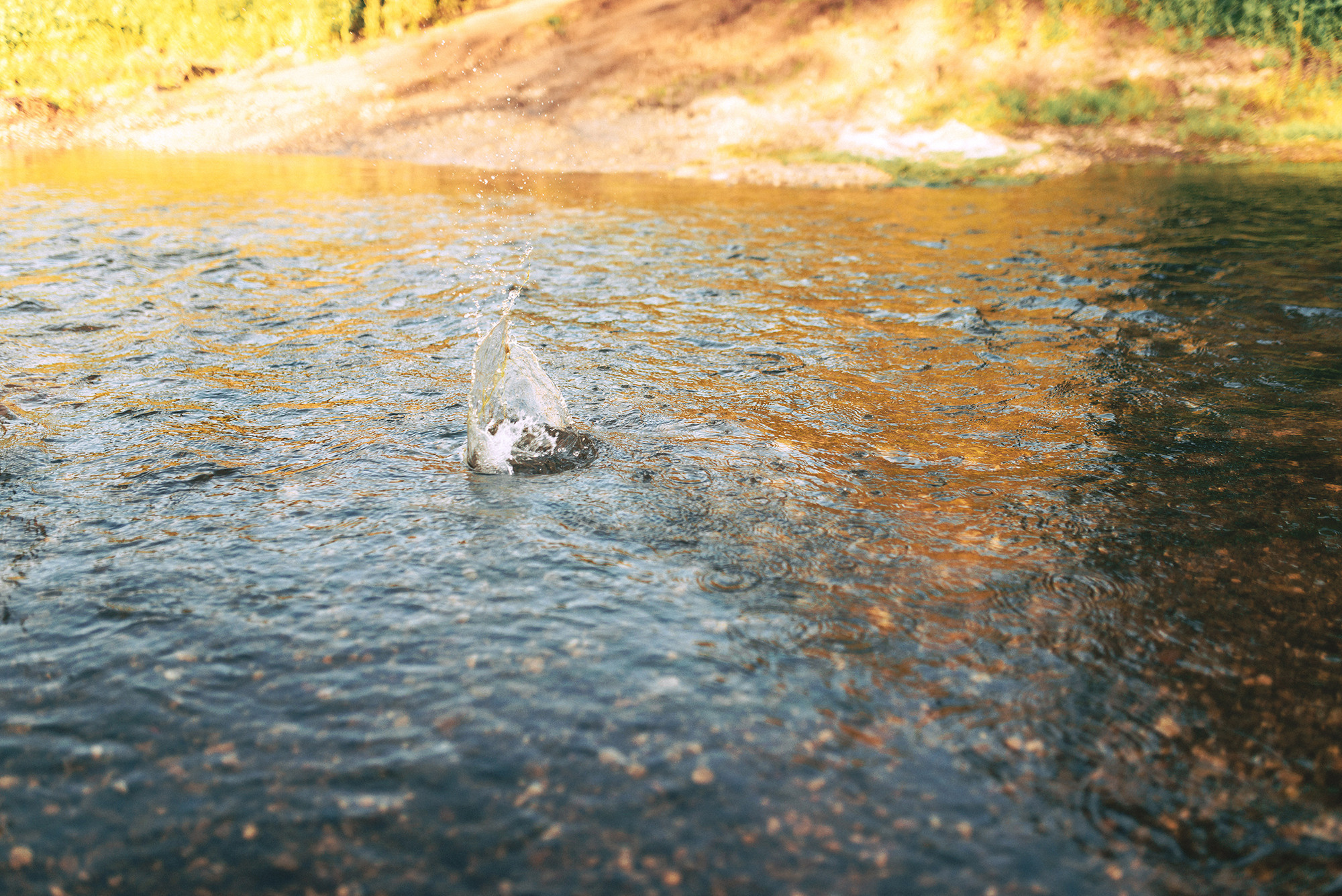 Кот, Греция и Мерседес. Свадебный и семейный фотограф в Стерлитамаке, Салавате. Илья Антохин