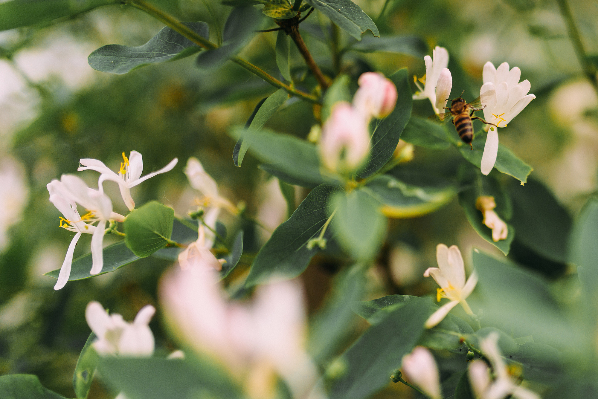 Максим и Кристина. Свадебный и семейный фотограф в Стерлитамаке, Салавате. Илья Антохин