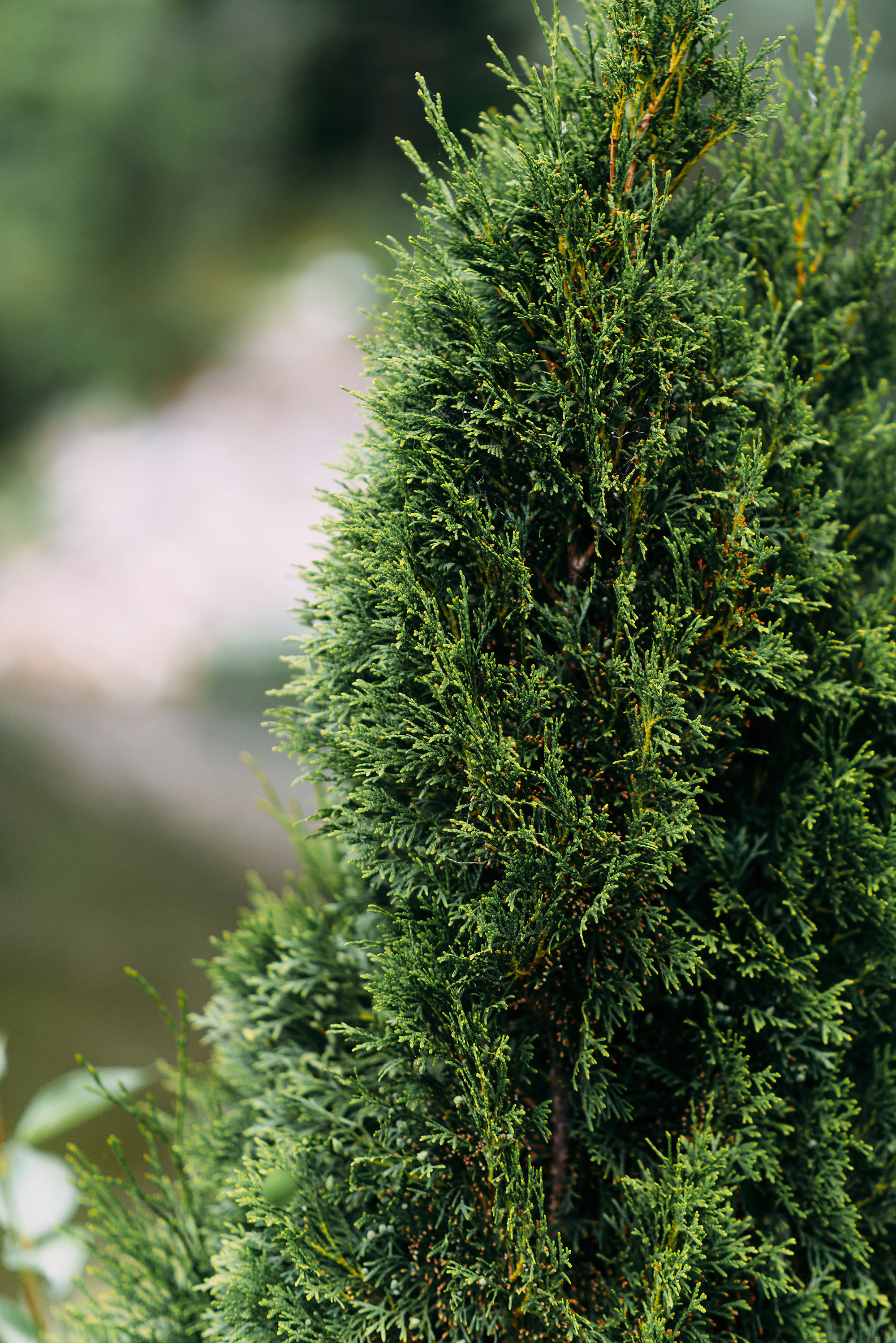 Дамир и Алина. Свадебный и семейный фотограф в Стерлитамаке, Салавате. Илья Антохин