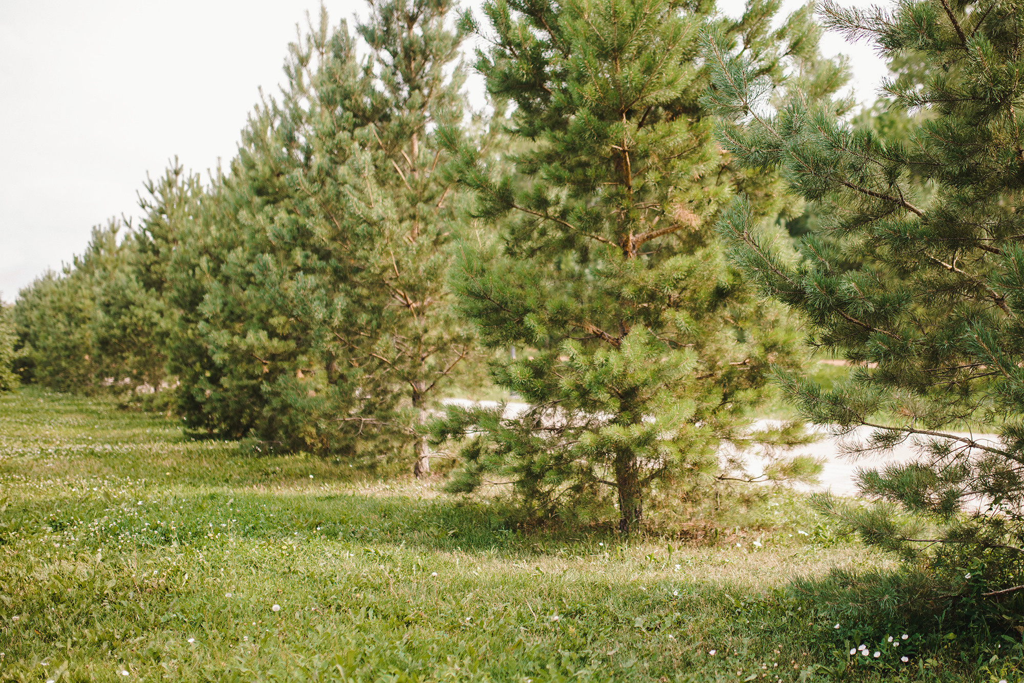 Одуванчиково — колокольчиковое утро. Свадебный и семейный фотограф в Стерлитамаке, Салавате. Илья Антохин