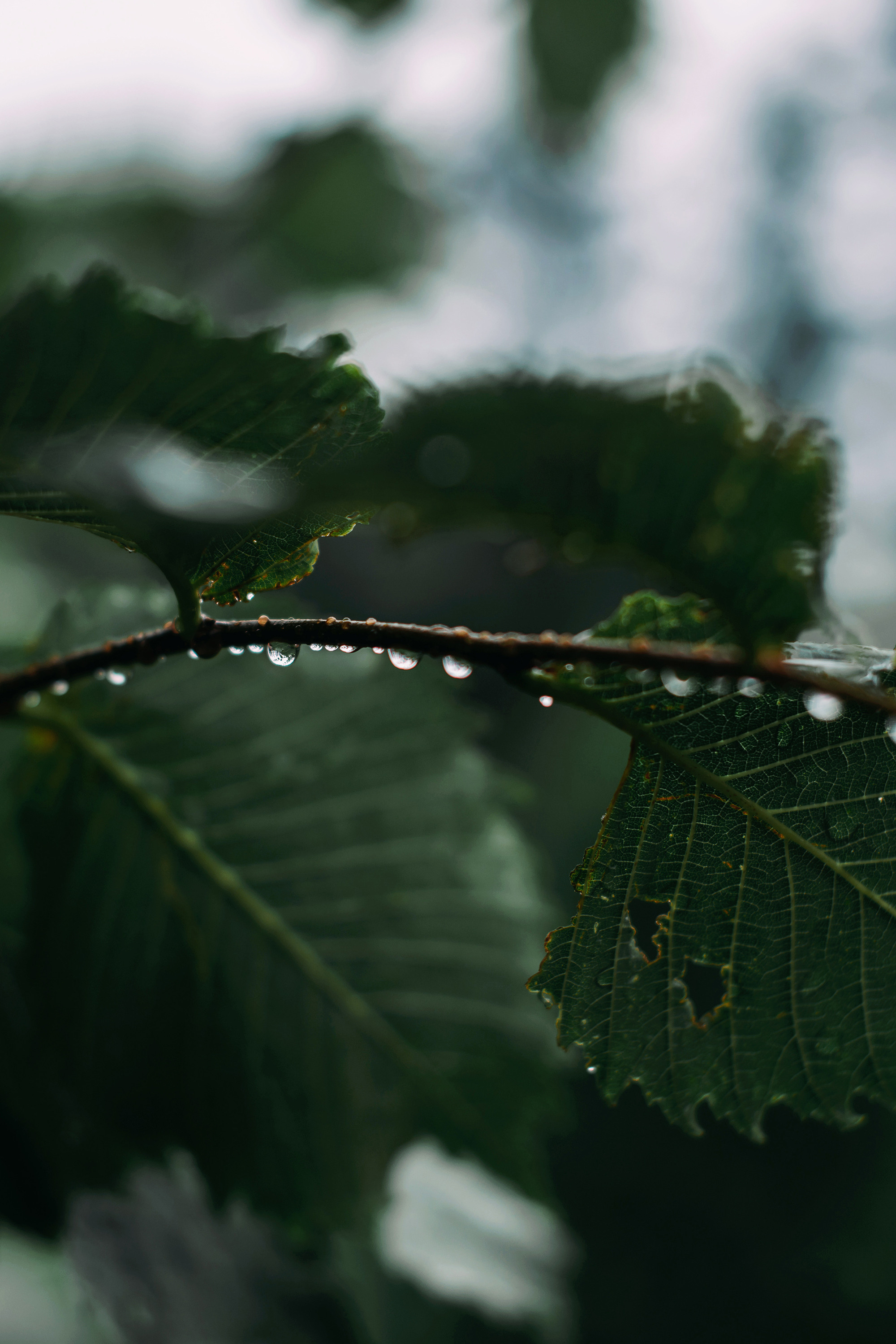 Илья и Яна. Свадебный и семейный фотограф в Стерлитамаке, Салавате. Илья Антохин