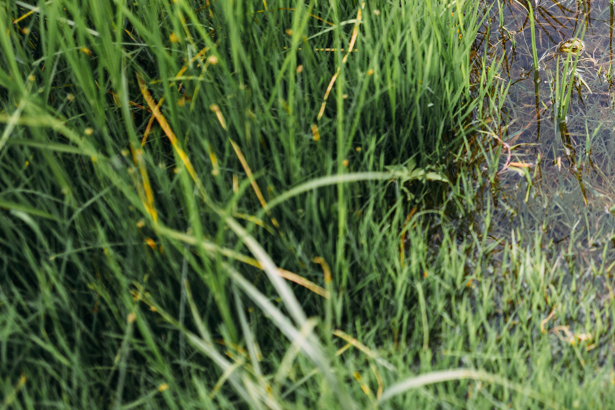 Семья Коротковых. Свадебный и семейный фотограф в Стерлитамаке, Салавате. Илья Антохин