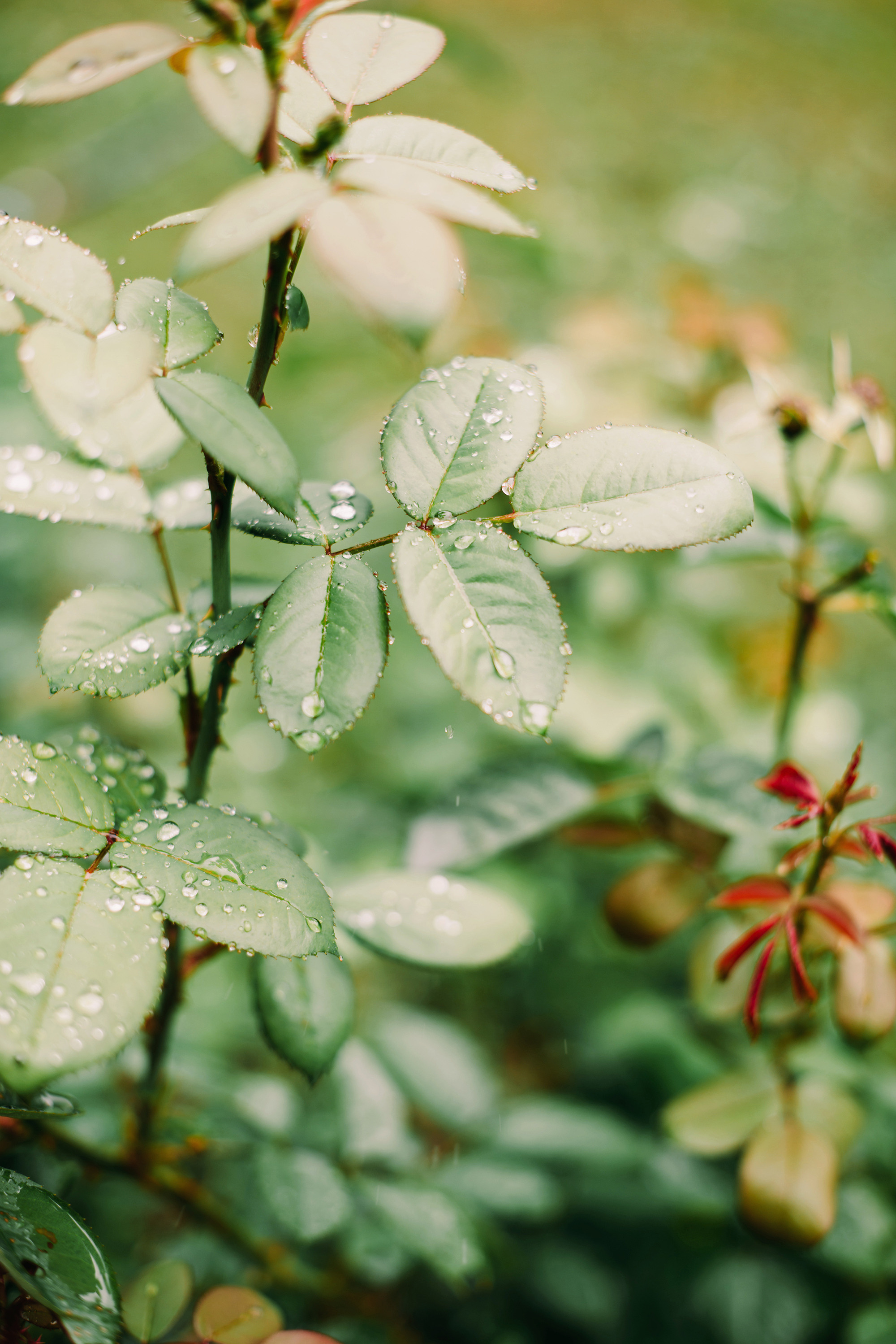 Илья и Яна. Свадебный и семейный фотограф в Стерлитамаке, Салавате. Илья Антохин