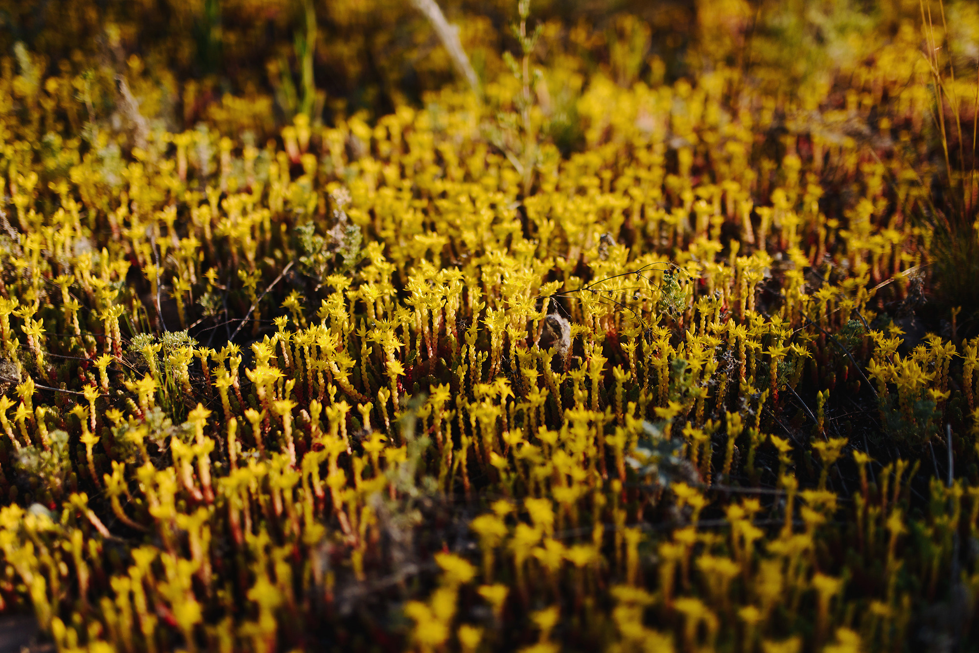Альфред и Ирина. Свадебный и семейный фотограф в Стерлитамаке, Салавате. Илья Антохин