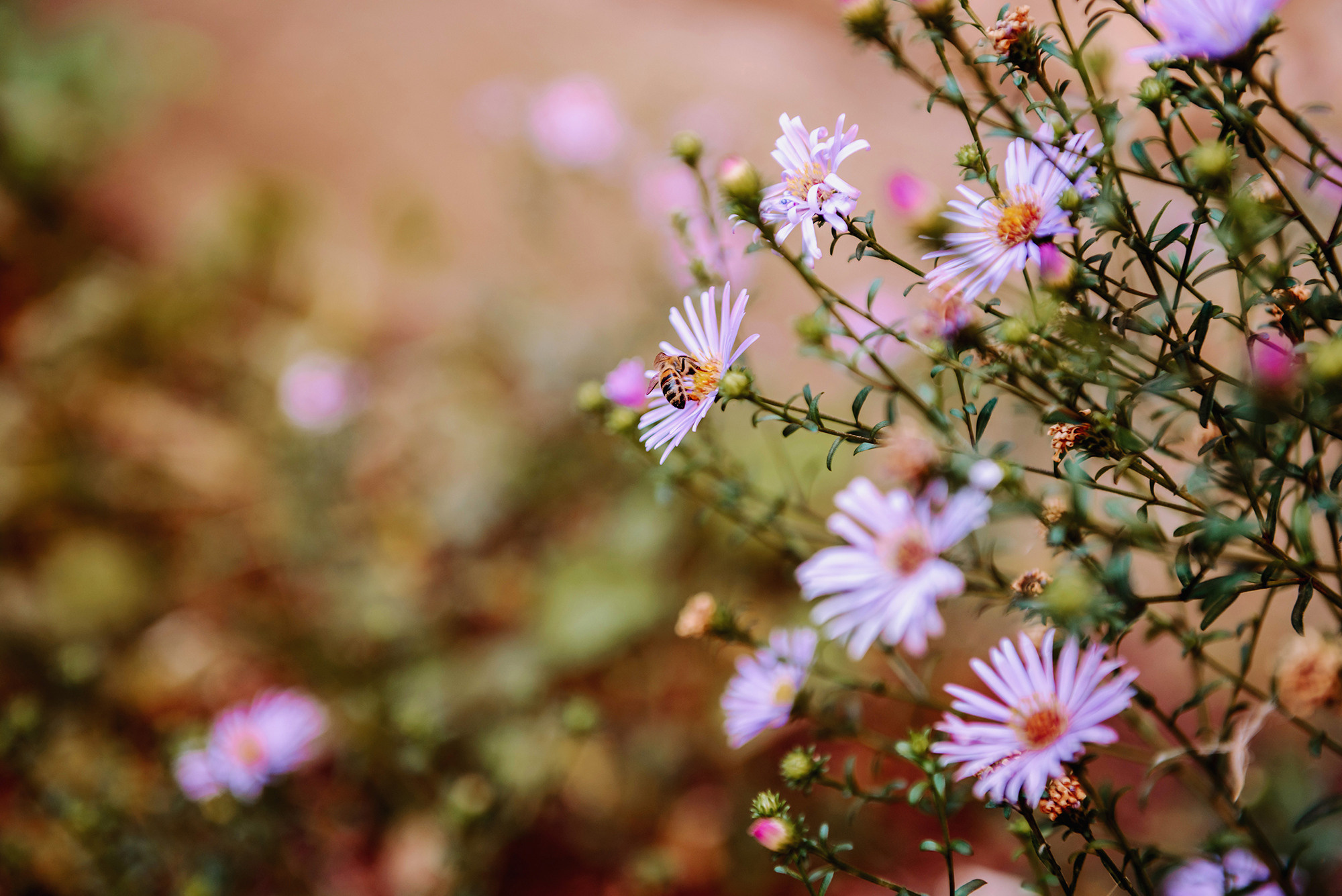 Вадим и Елена. Свадебный и семейный фотограф в Стерлитамаке, Салавате. Илья Антохин