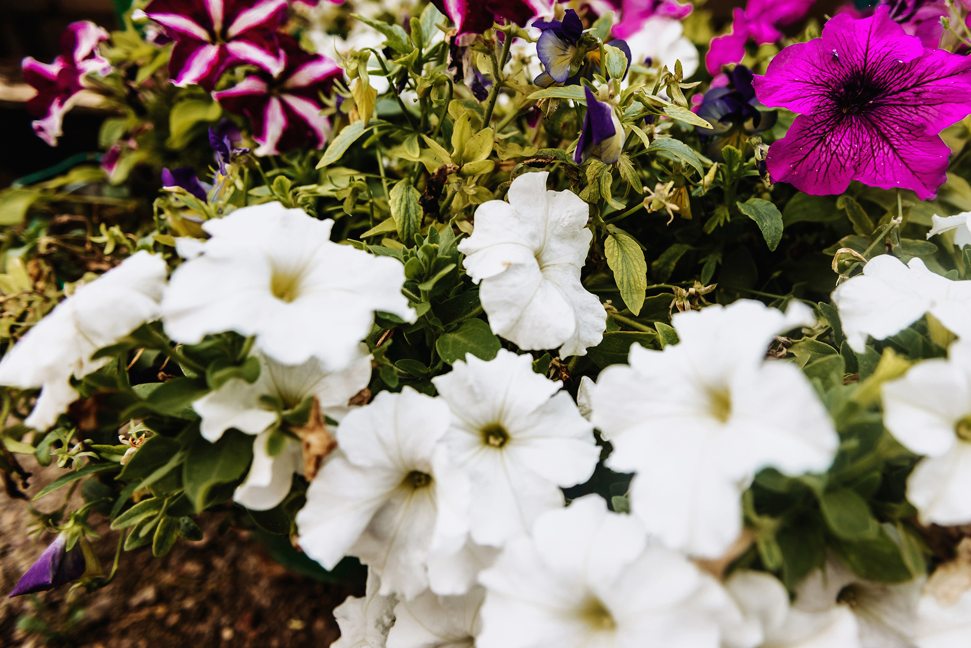 Александр и Анастасия. Свадебный и семейный фотограф в Стерлитамаке, Салавате. Илья Антохин
