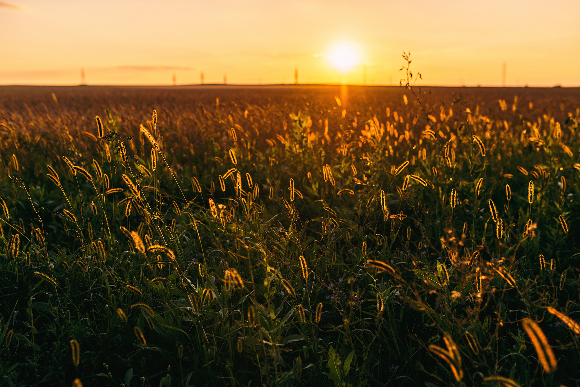 В поисках «пшеничного волка». Свадебный и семейный фотограф в Стерлитамаке, Салавате. Илья Антохин
