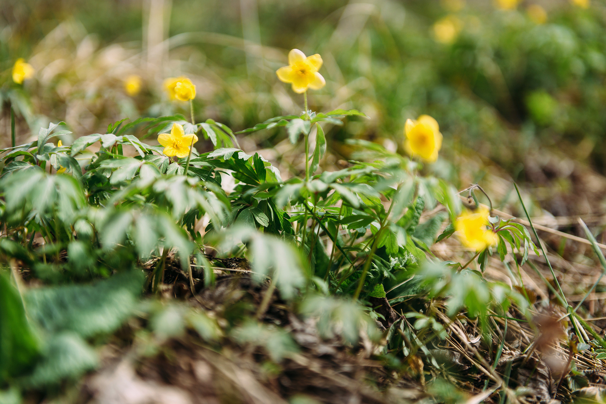 Юрий и Людмила. Свадебный и семейный фотограф в Стерлитамаке, Салавате. Илья Антохин