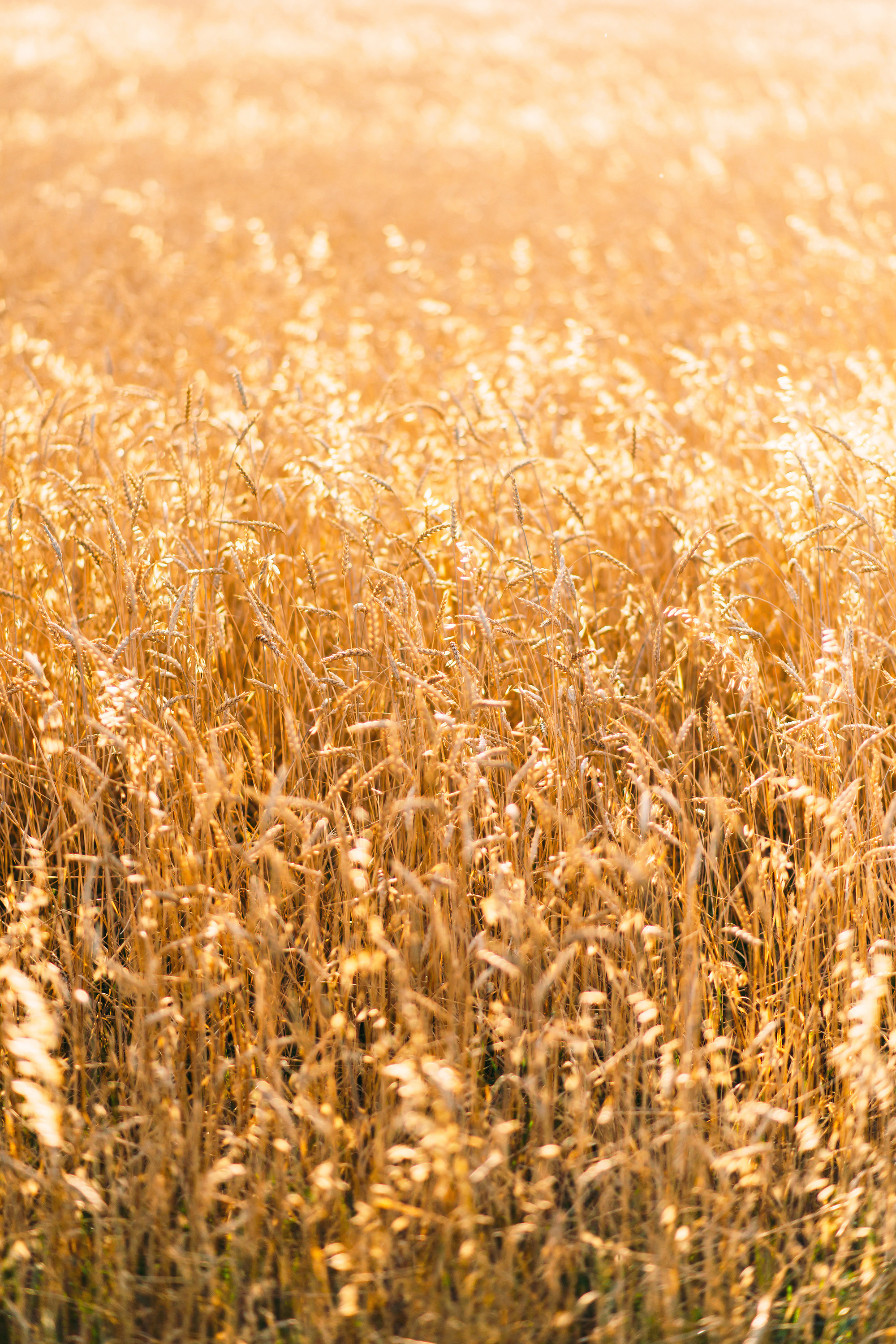 12 км к северо-западу от села Зирган. Свадебный и семейный фотограф в Стерлитамаке, Салавате. Илья Антохин