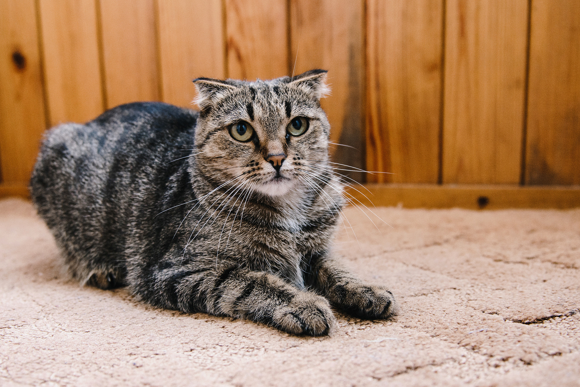 Илья и Виталия. Свадебный и семейный фотограф в Стерлитамаке, Салавате. Илья Антохин