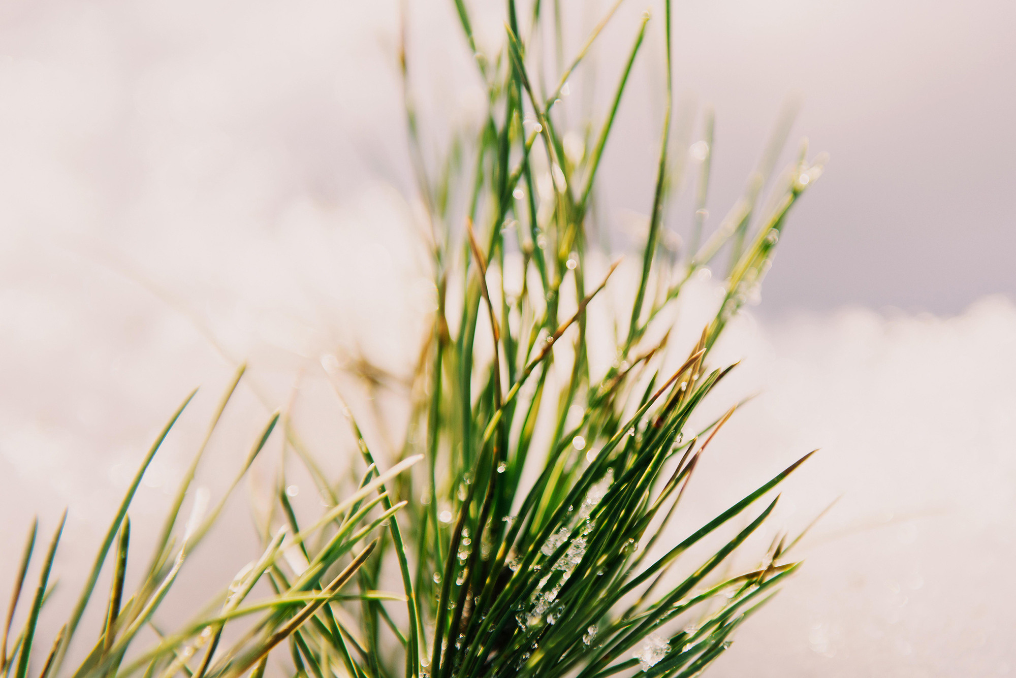 Саша и Юля. Свадебный и семейный фотограф в Стерлитамаке, Салавате. Илья Антохин