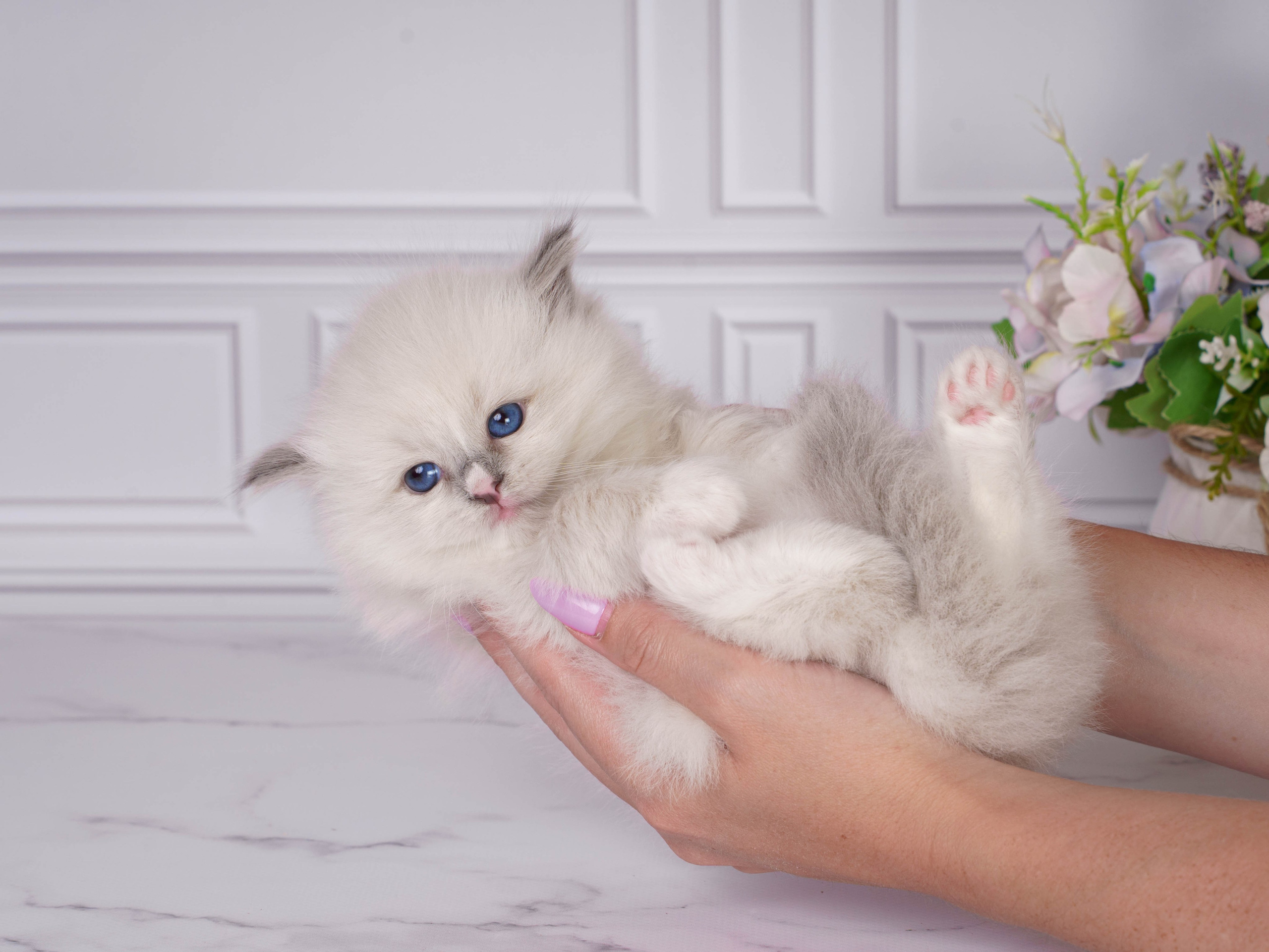 Котята рэгдолл от Loyal Adore. Питомник рэгдолл Loyal Adore