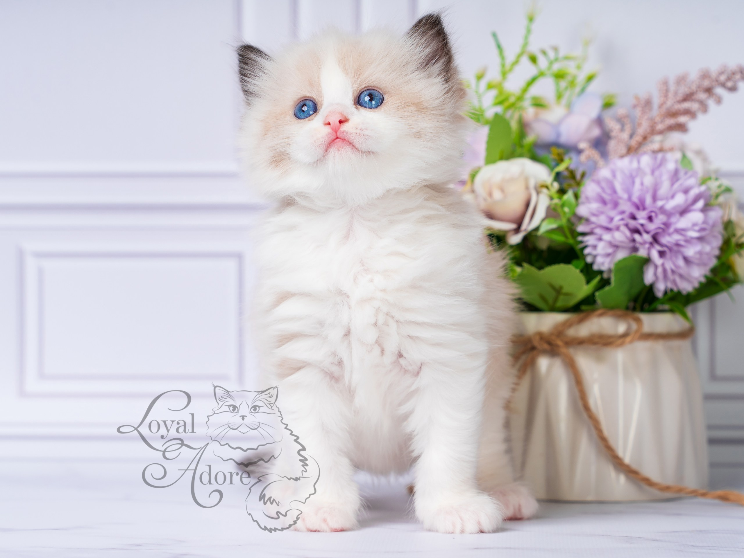 Котята рэгдолл от Loyal Adore. Питомник рэгдолл Loyal Adore