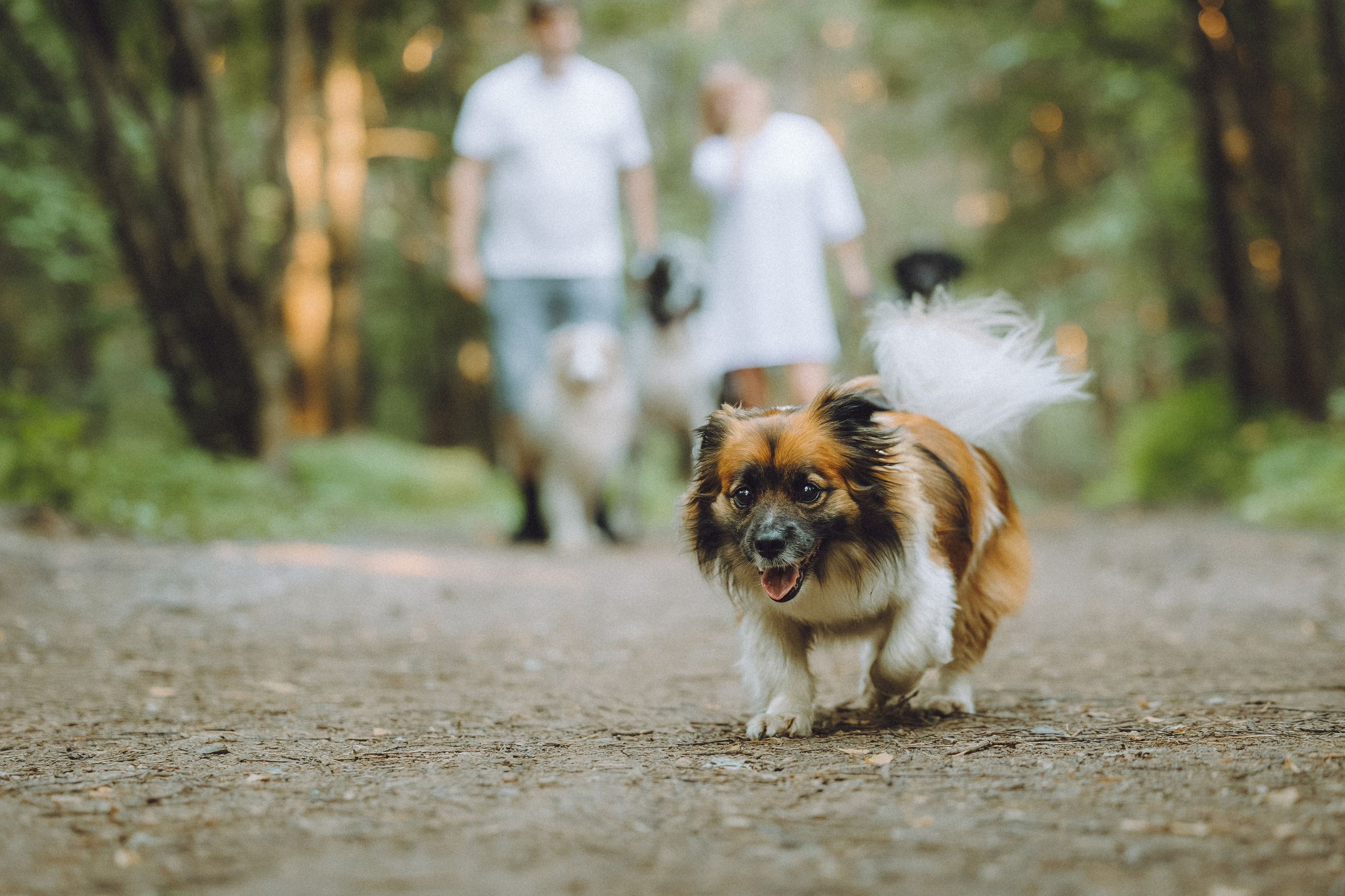 Катя, Андрей, Гектор, Ричи, Тортик и Трой