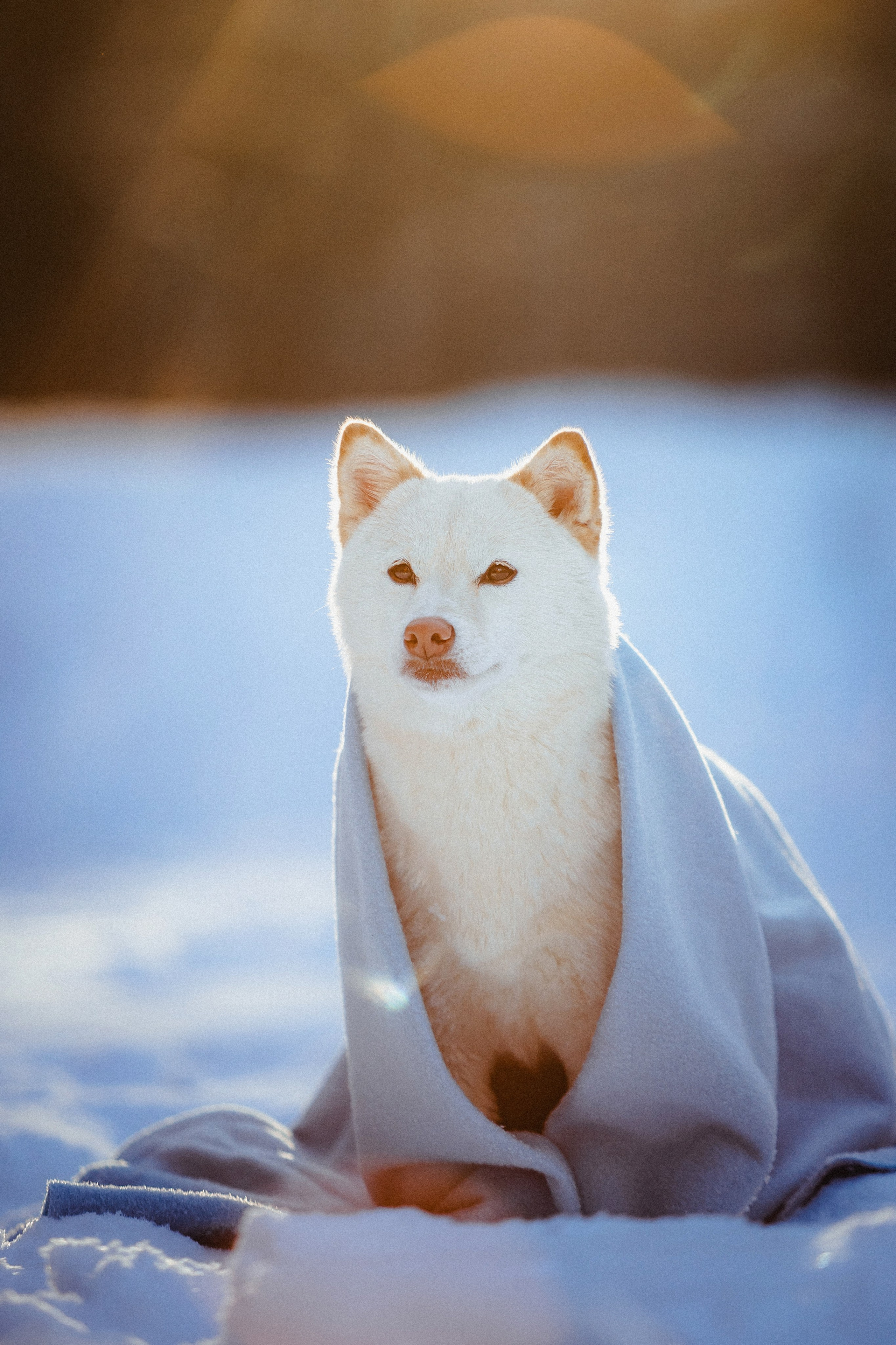 Шед, Цири и Ира