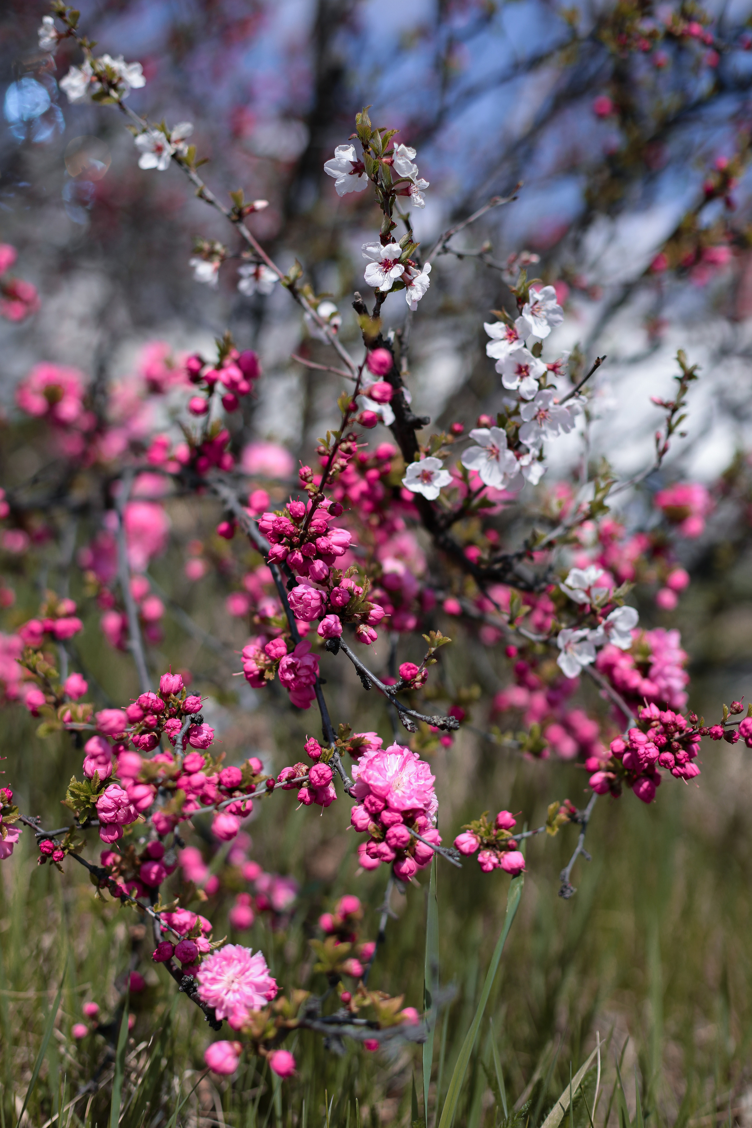 Май 2023. Фотограф г. Хабаровск. Семейные и индивидуальные съёмки
