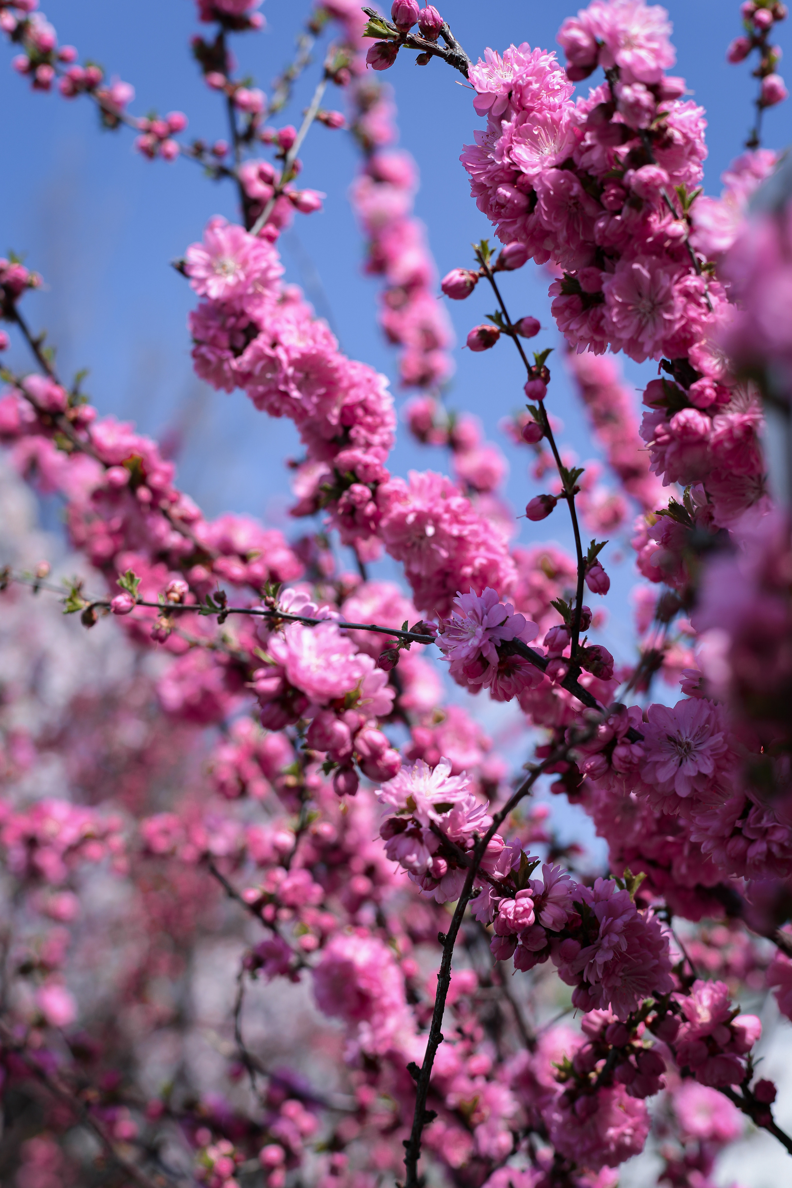 Май 2023. Фотограф г. Хабаровск. Семейные и индивидуальные съёмки