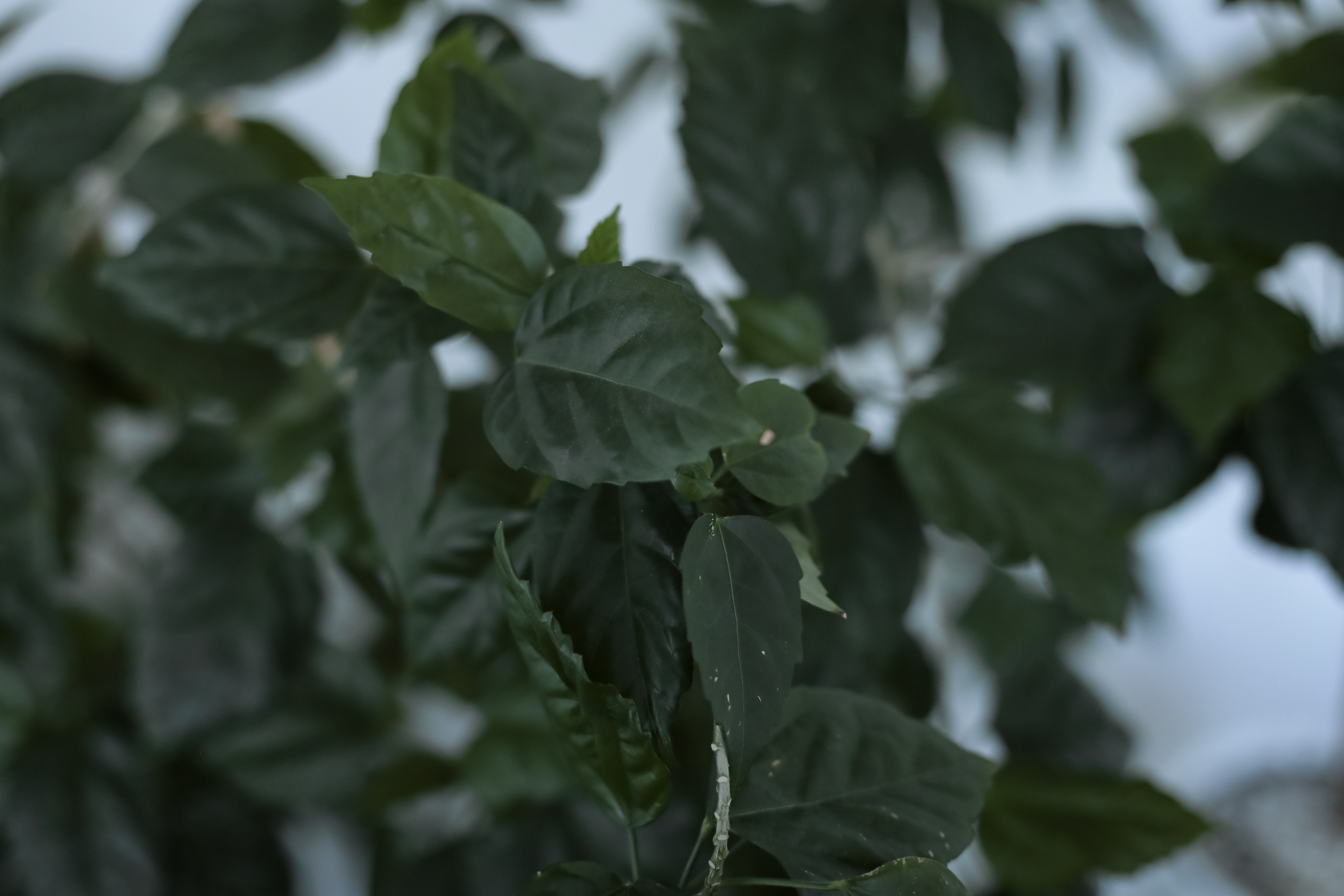 Женский психолог. Фотограф г. Хабаровск. Семейные и индивидуальные съёмки