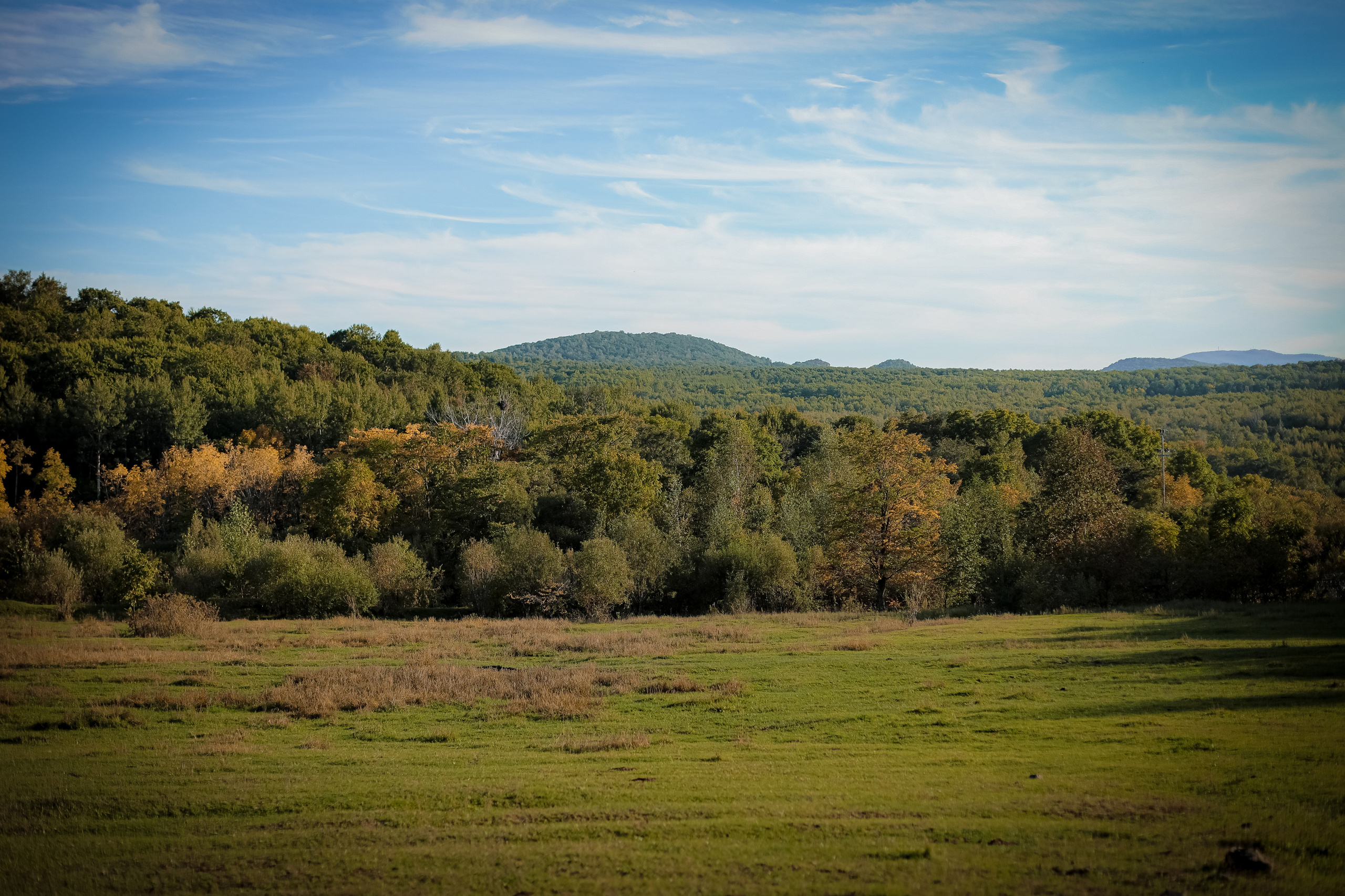 Оля и Артем в сосновом лесу. Фотограф г. Хабаровск. Семейные и индивидуальные съёмки