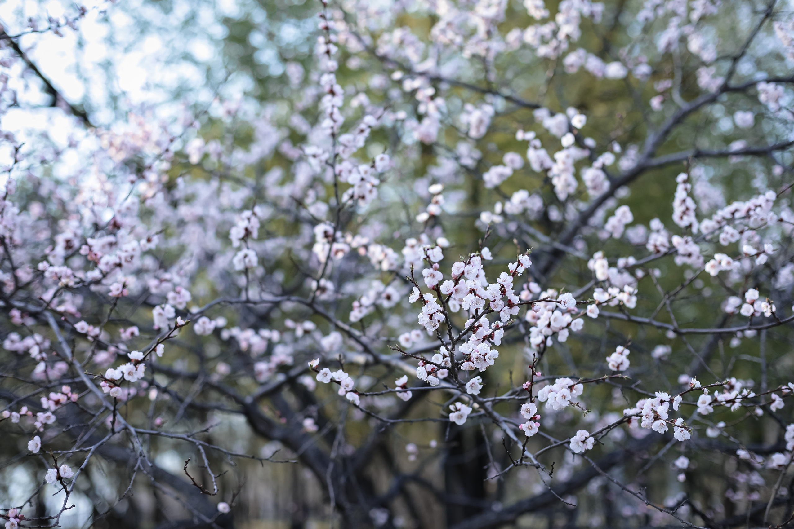Май 2023. Фотограф г. Хабаровск. Семейные и индивидуальные съёмки