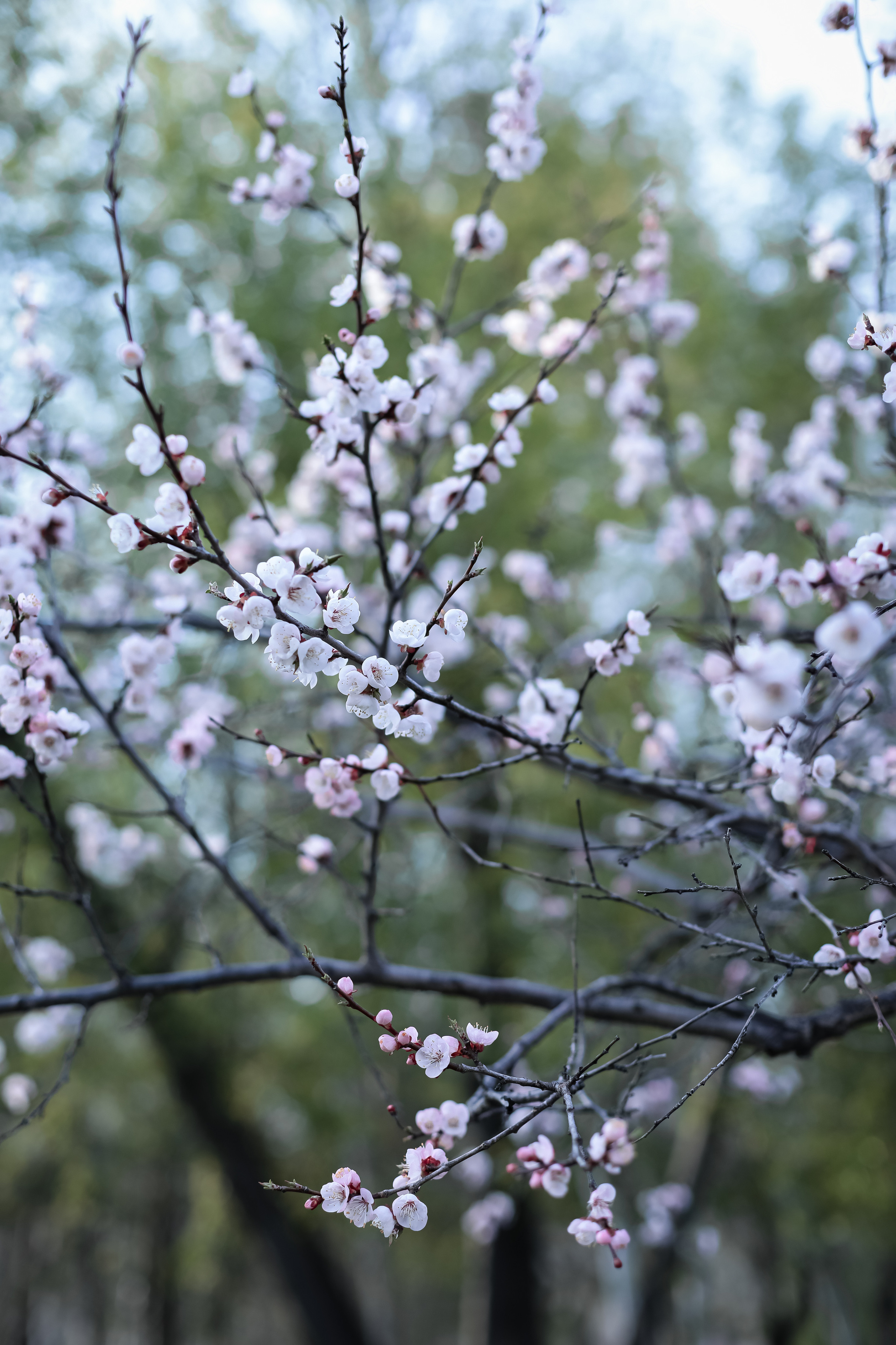 Фотосессия в цветении май 2023. Фотограф г. Хабаровск. Семейные и индивидуальные съёмки