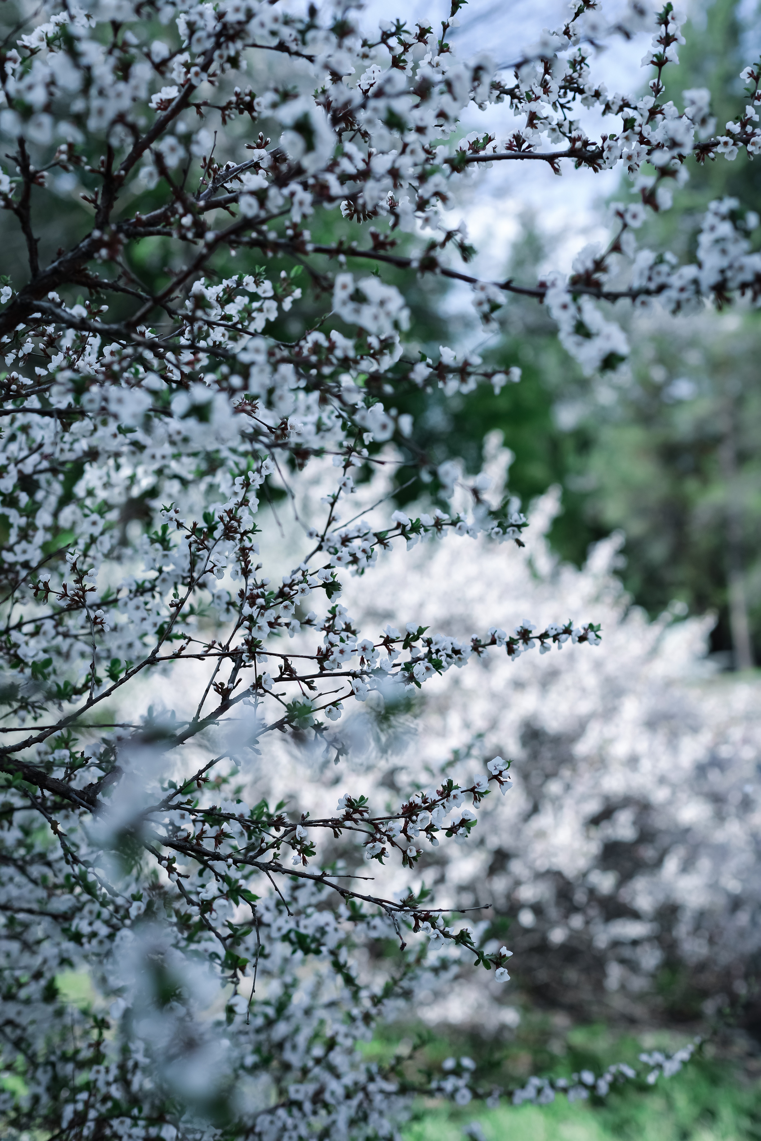 Май 2023. Фотограф г. Хабаровск. Семейные и индивидуальные съёмки