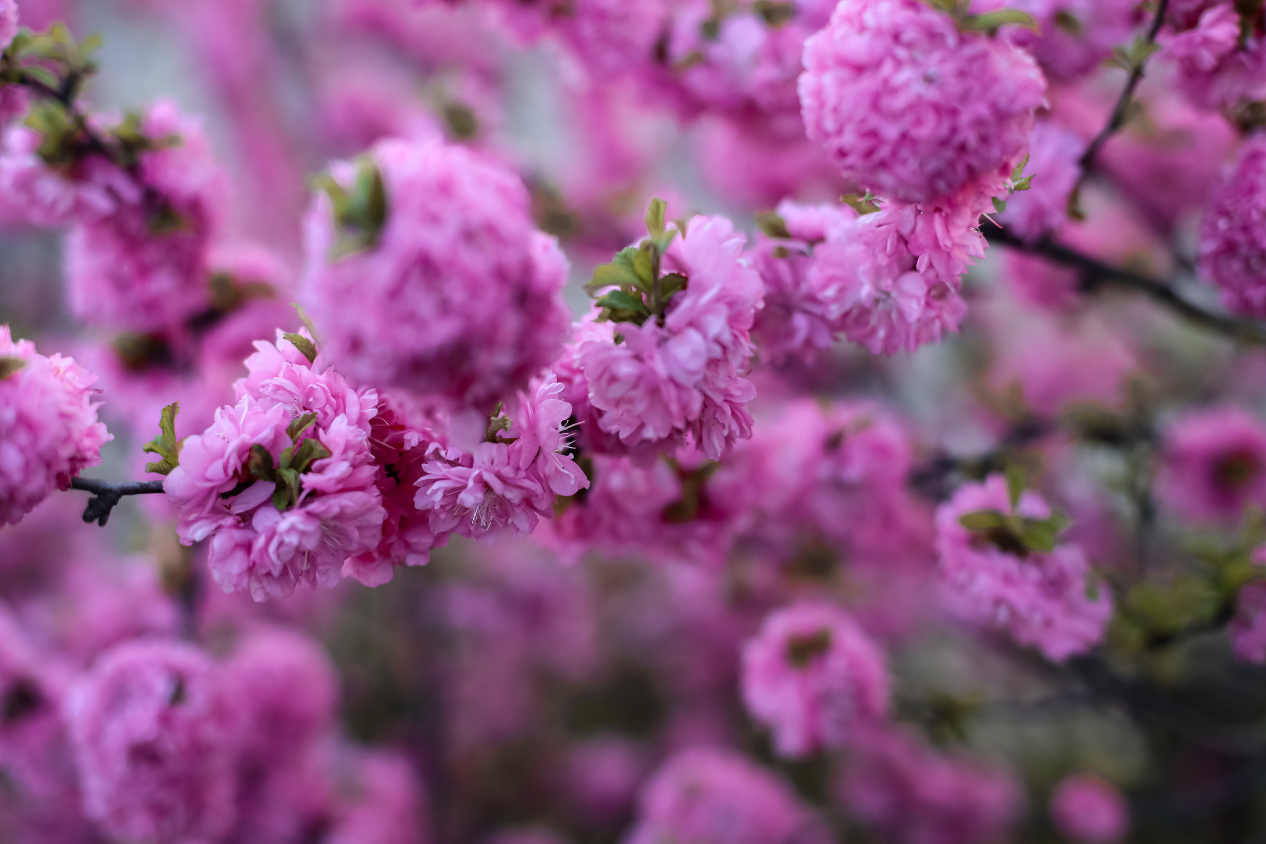 Май 2023. Фотограф г. Хабаровск. Семейные и индивидуальные съёмки