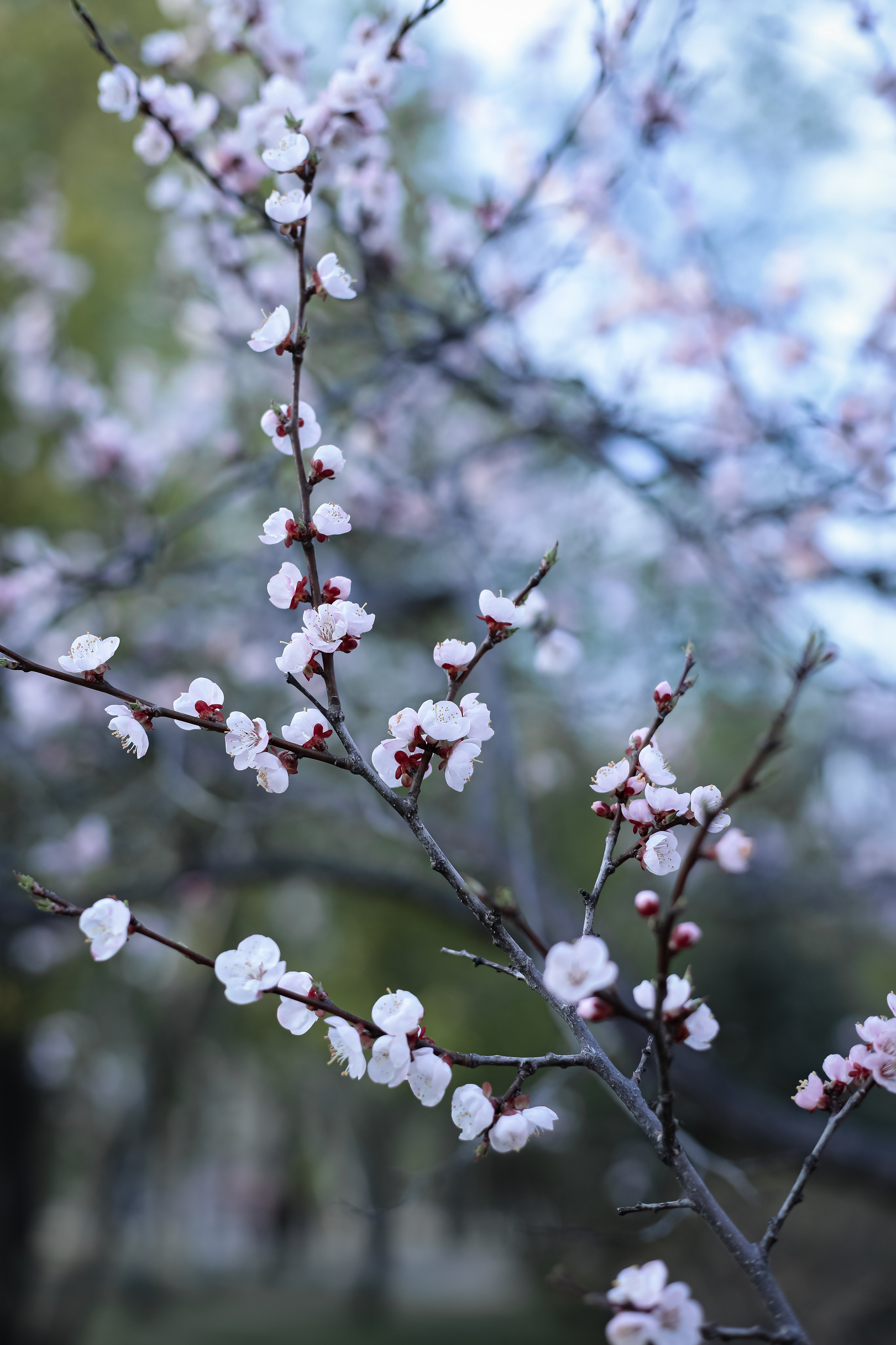 Фотосессия в цветении май 2023. Фотограф г. Хабаровск. Семейные и индивидуальные съёмки