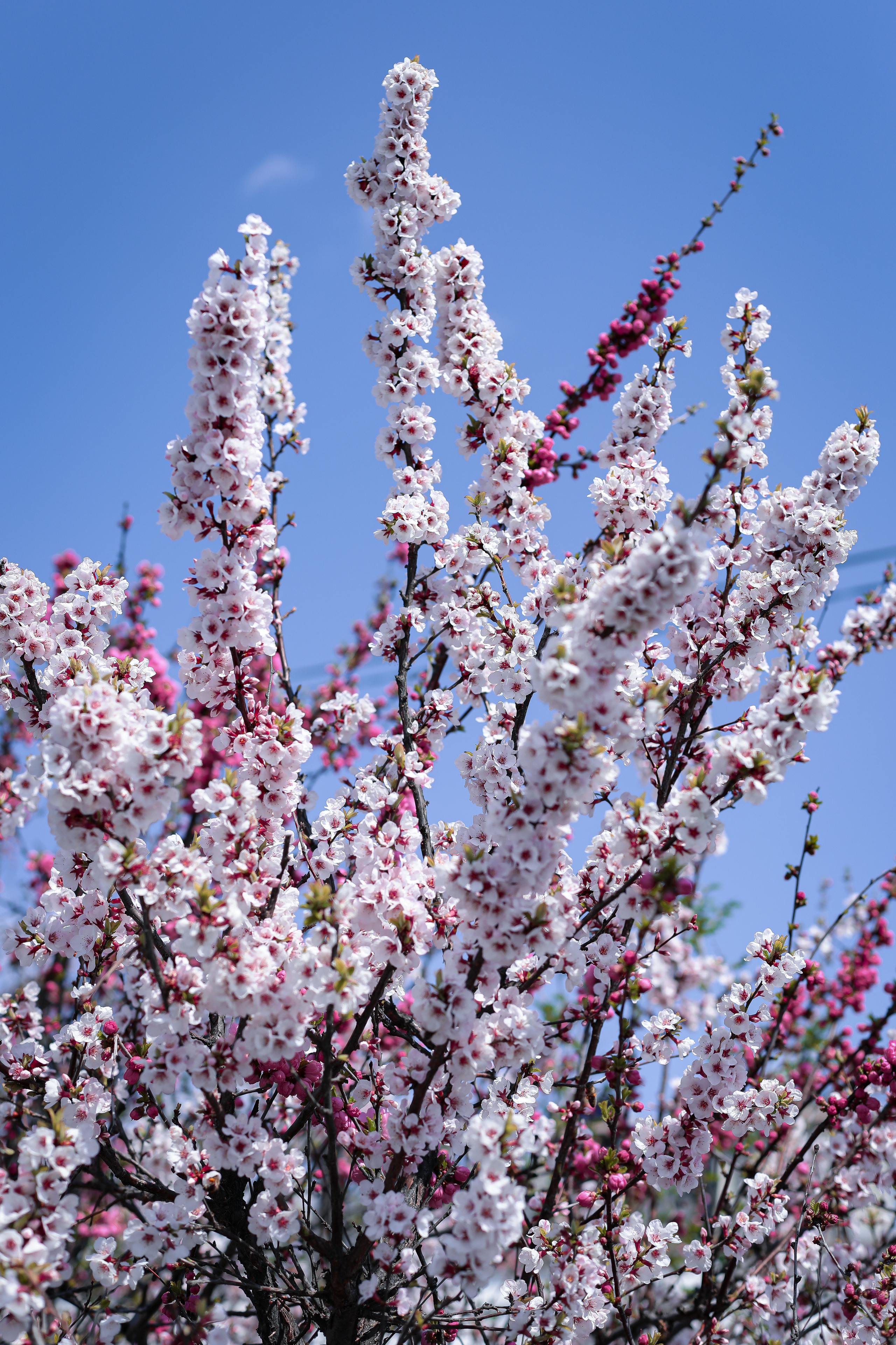 Май 2023. Фотограф г. Хабаровск. Семейные и индивидуальные съёмки