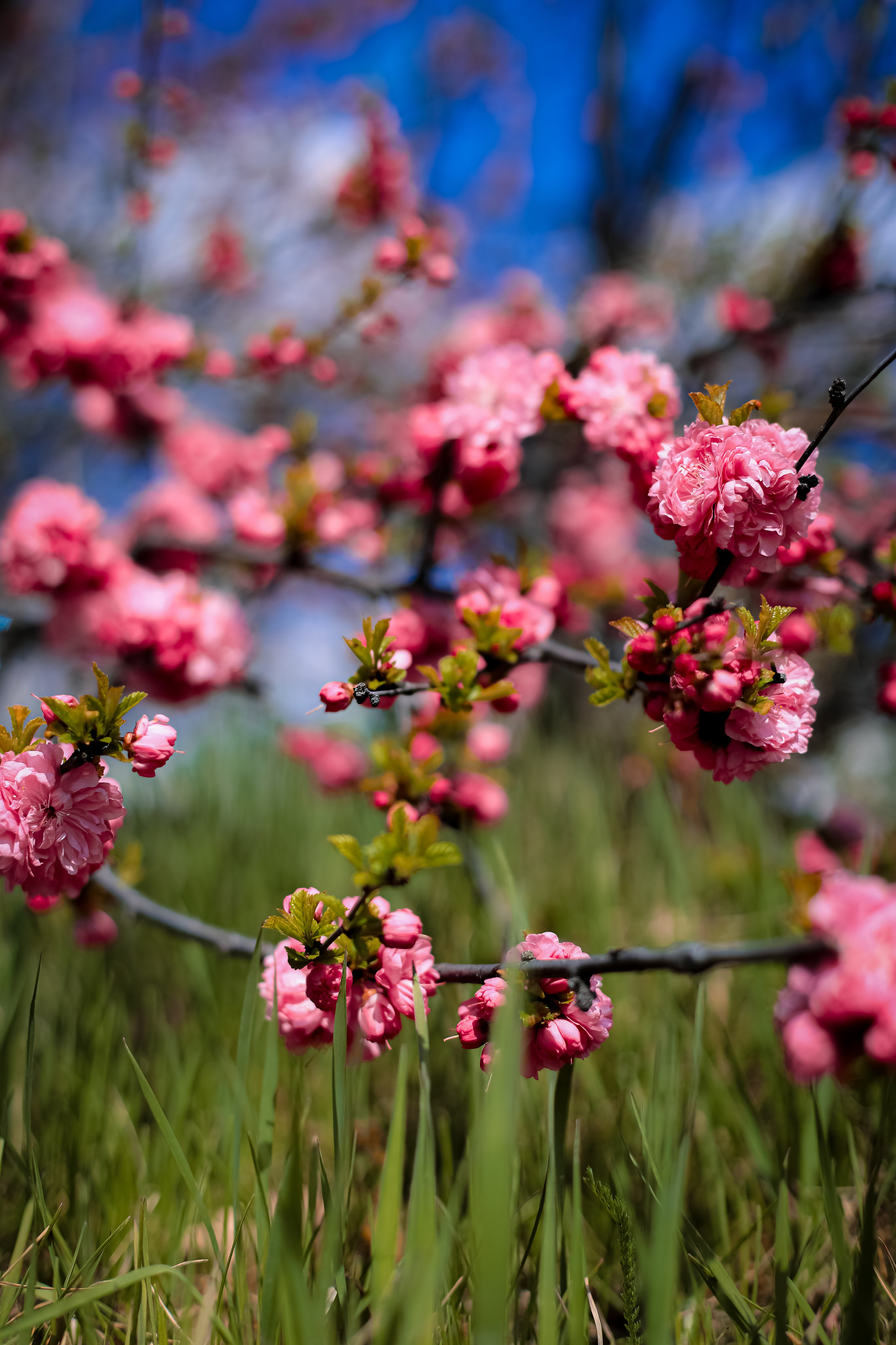 Май 2023. Фотограф г. Хабаровск. Семейные и индивидуальные съёмки