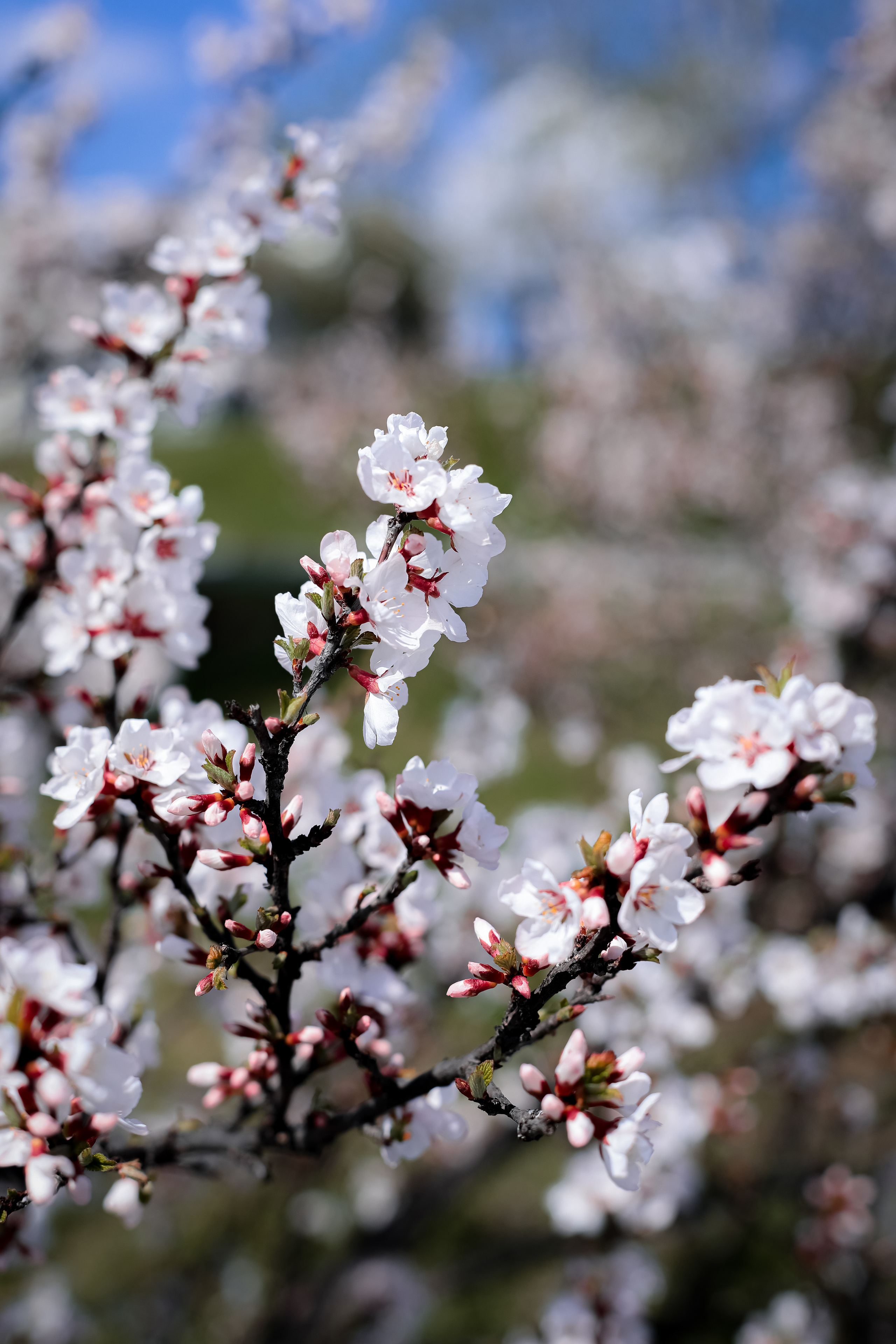 Май 2023. Фотограф г. Хабаровск. Семейные и индивидуальные съёмки