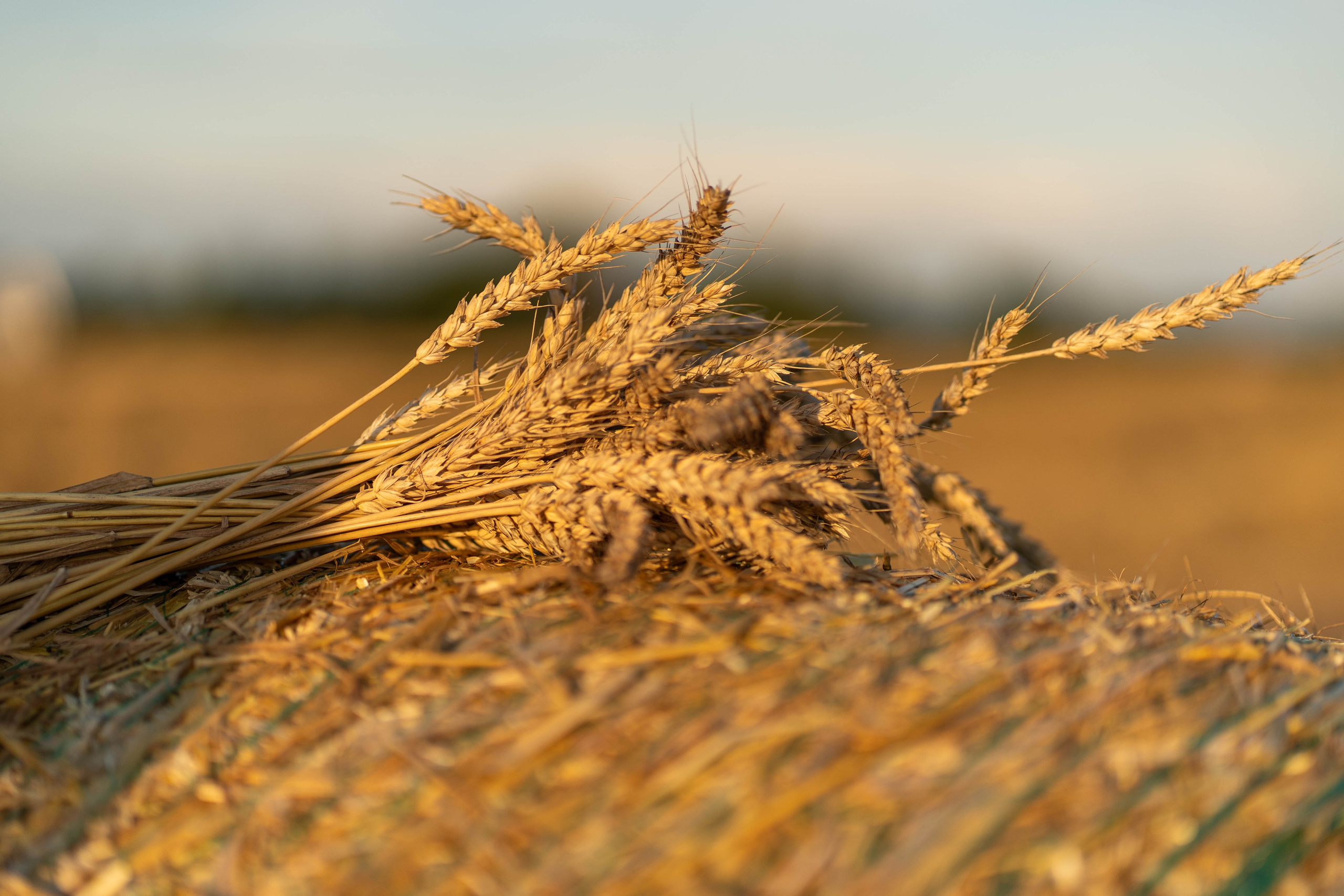 Пшеничные поля. Главная