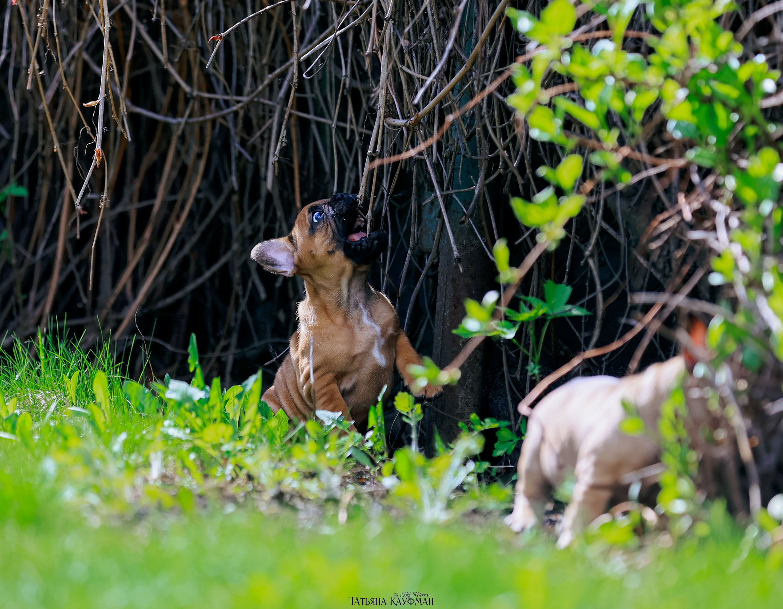 Французский бульдог, фотография французского бульдога, щенки бульдога, щенки французского бульдога, красивая собака, фотограф анималист, фотокурс Анималистика, научиться фотографировать собак, фотограф Новосибирск