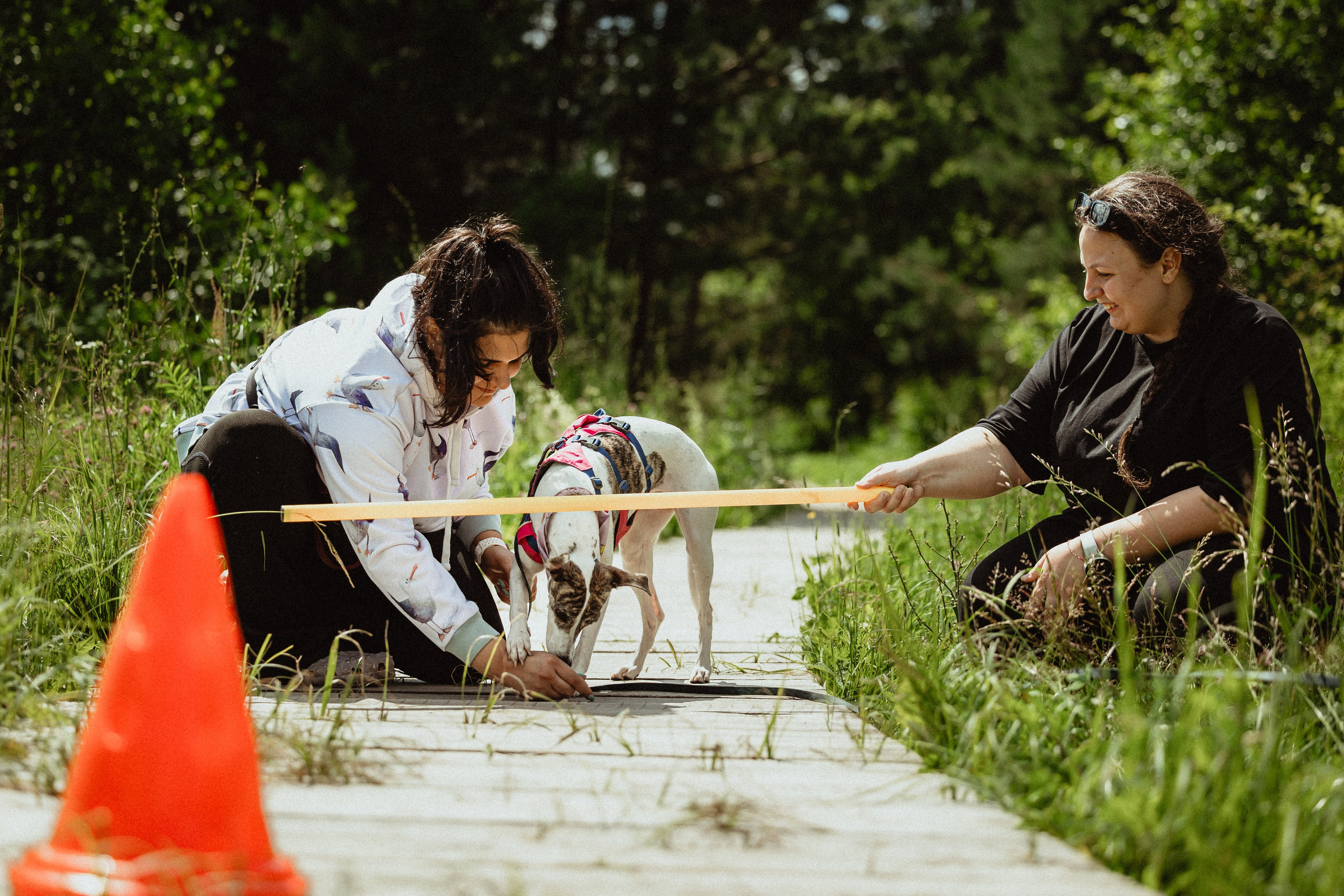 Выездной дог-тренинг от школы «Шерсть имею»