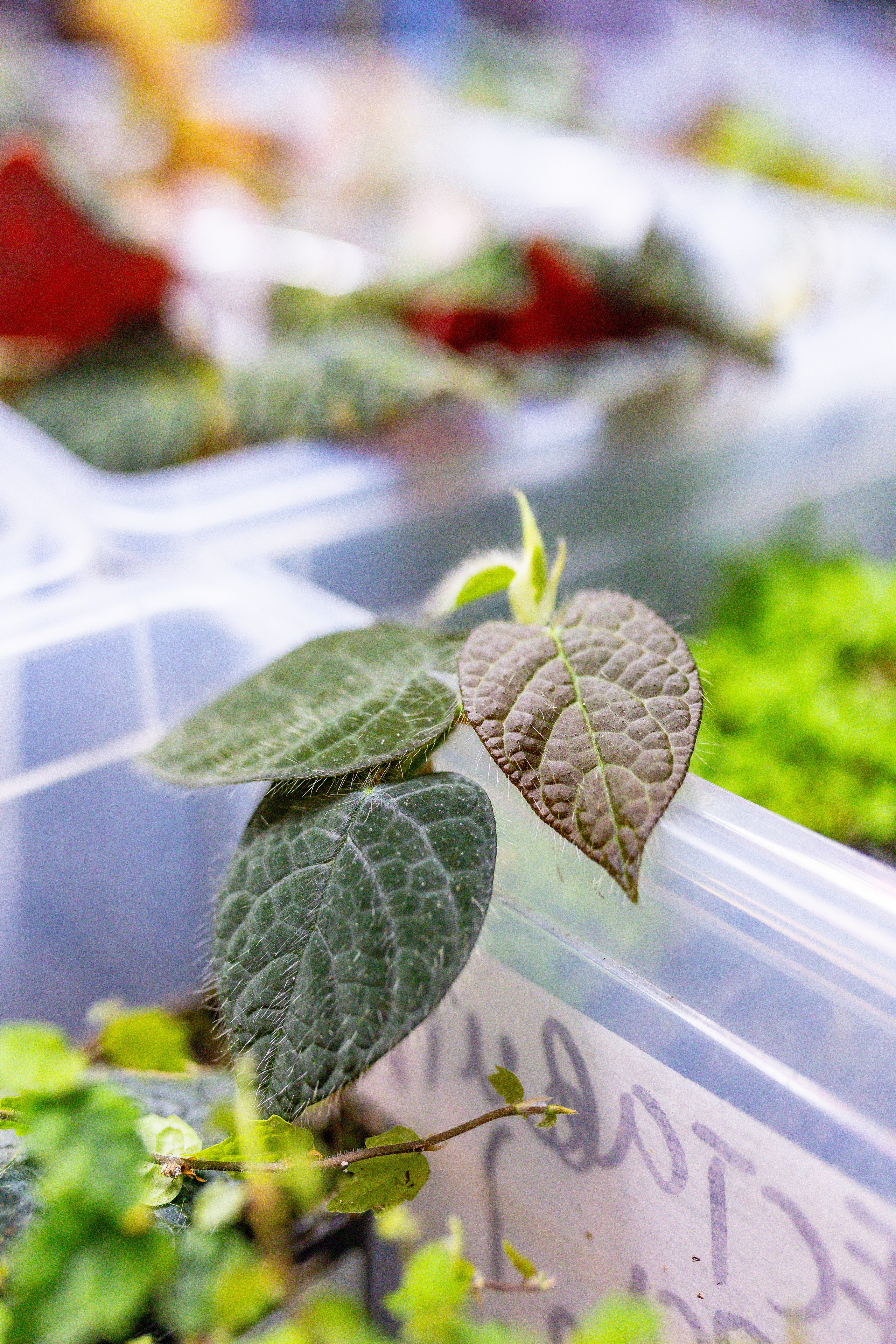 Орхидиум сентябрь 2025. Александра Куликова фотограф, Москва