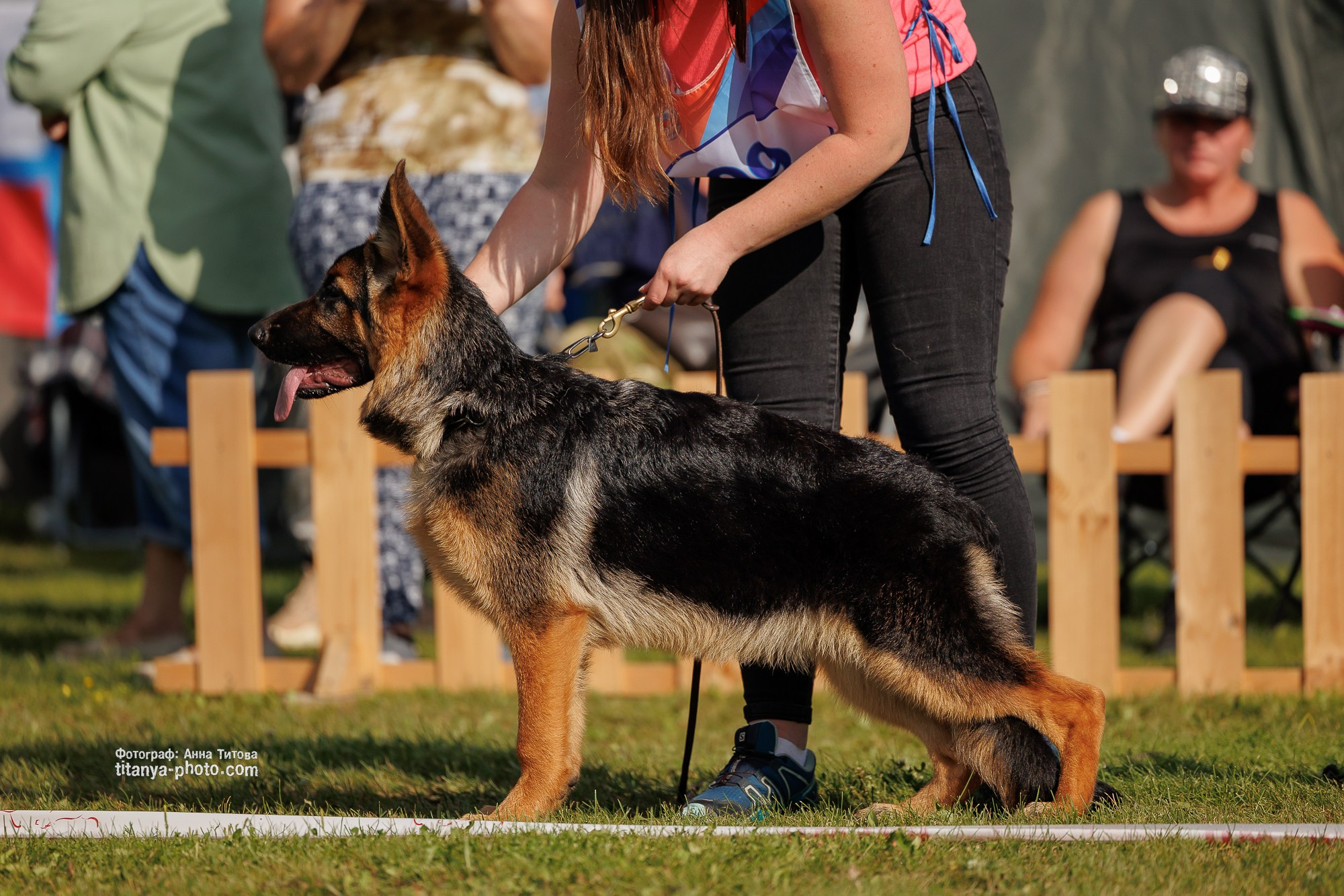 Немецкие овчарки: фото из рингов и вне ринга, мутпроба (фотографии с выставок). Фотограф собак, фотограф-анималист Аня Титова (Titanya). Москва
