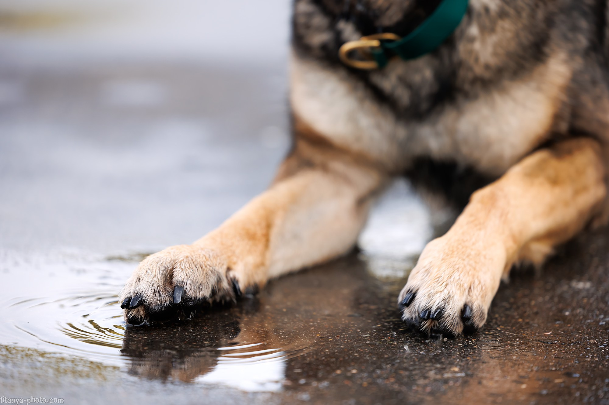Маша и Харпи. Фотограф собак, фотограф-анималист Аня Титова (Titanya). Москва