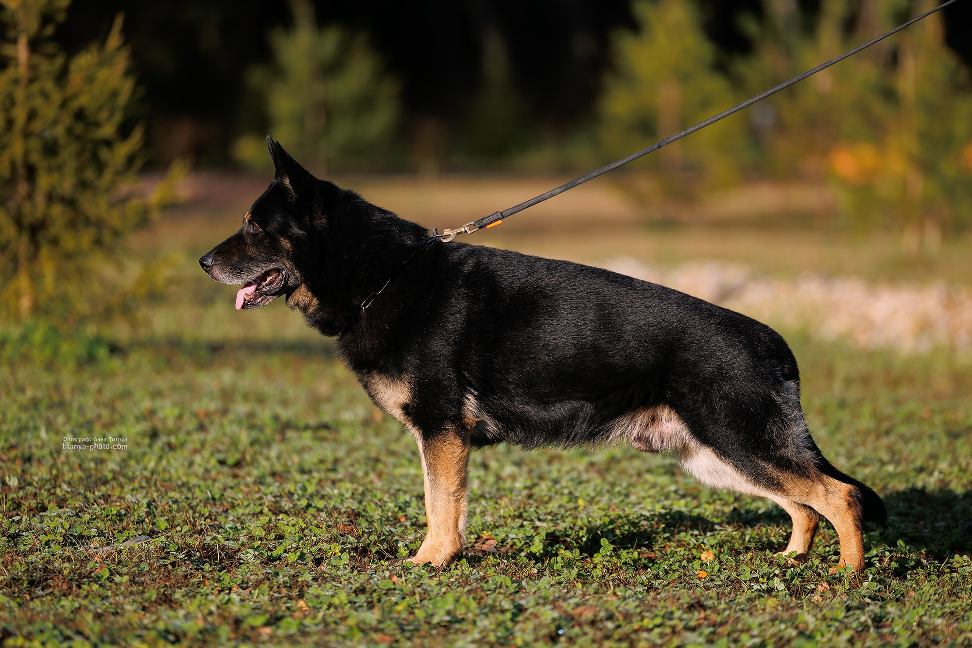 Фото немецких овчарок. Фотограф собак, фотограф-анималист Аня Титова (Titanya). Москва