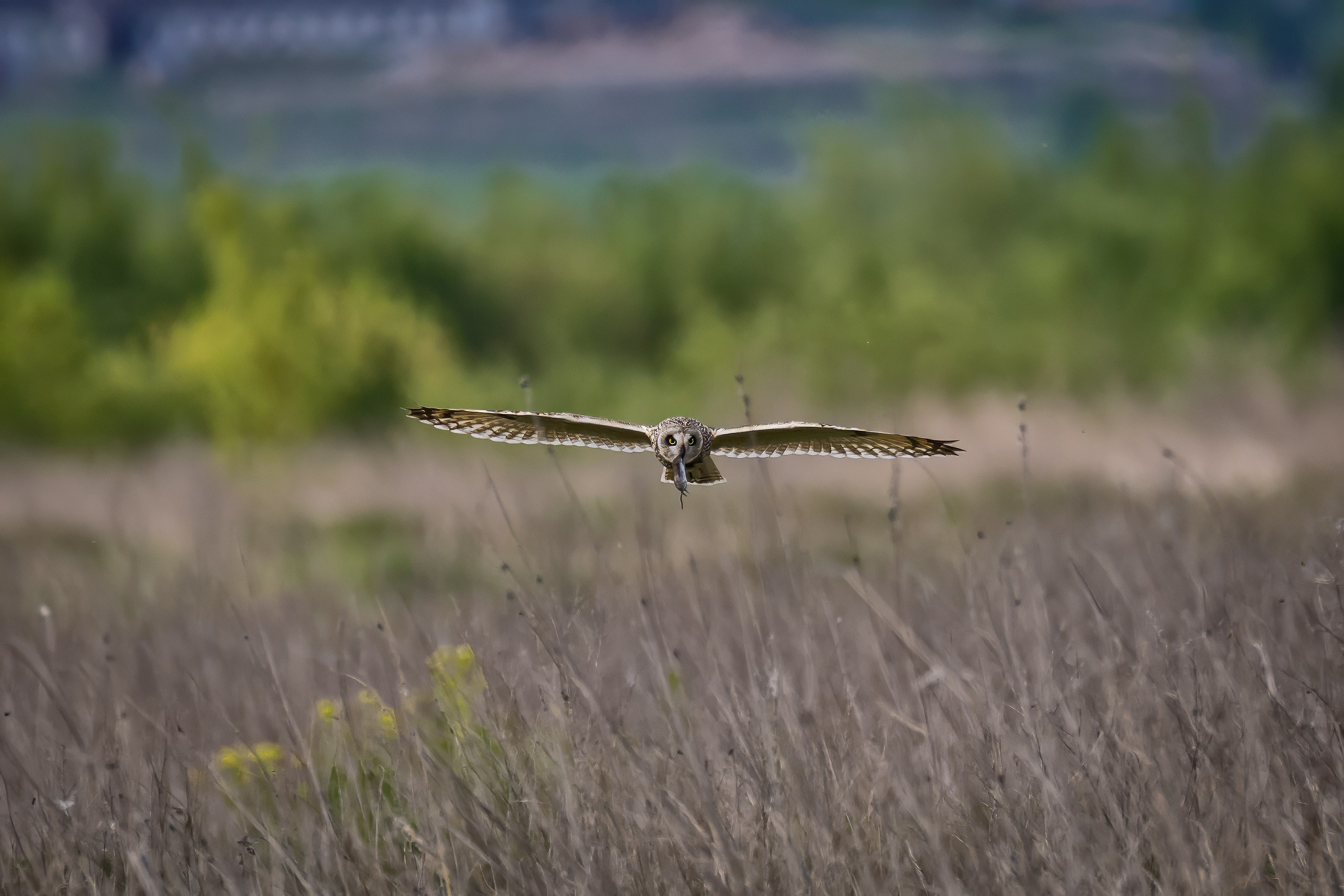 Болотная сова. Photomantis
