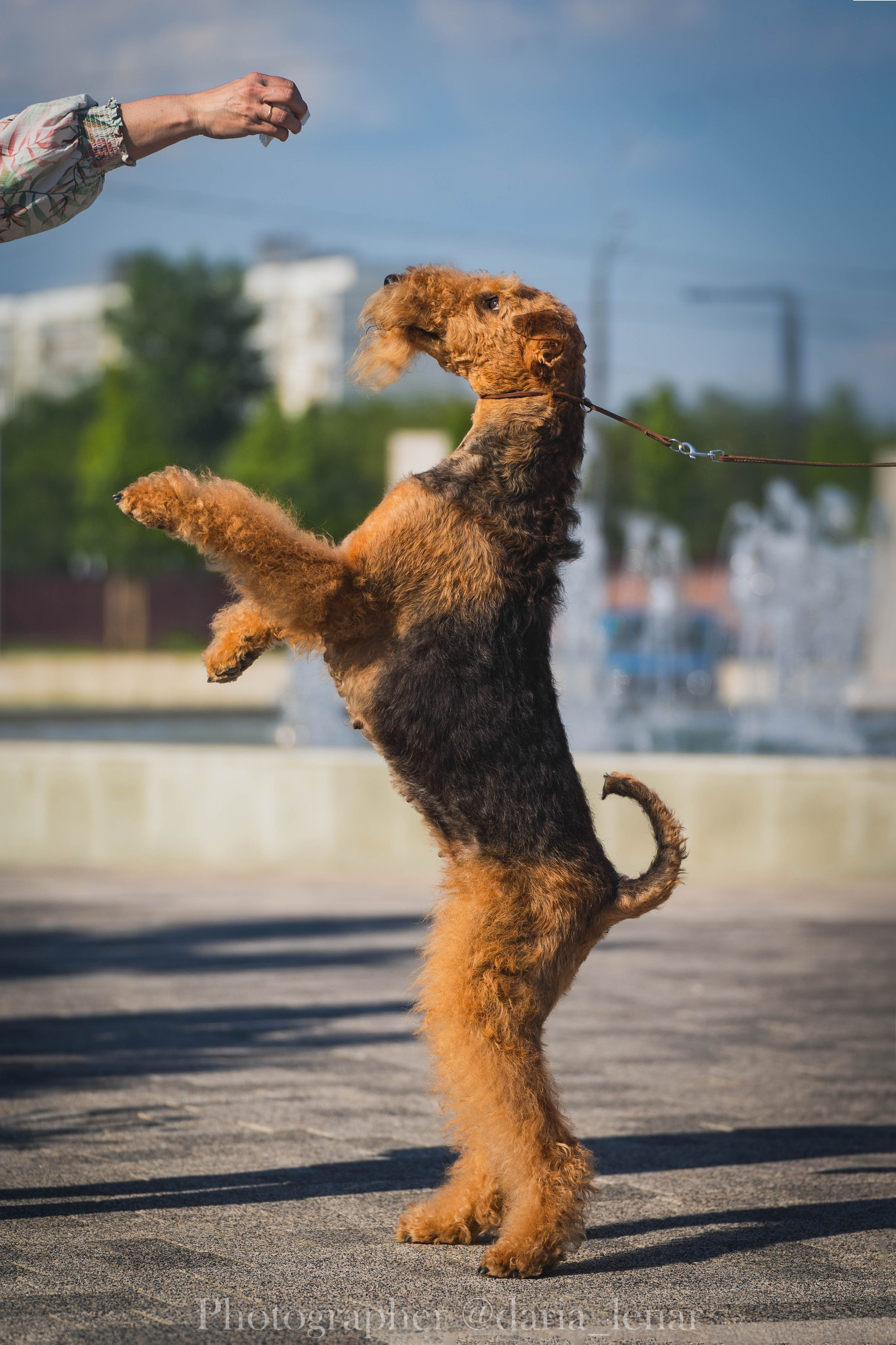 Выставки собак. Фотограф в Москве Ленарская Дарья