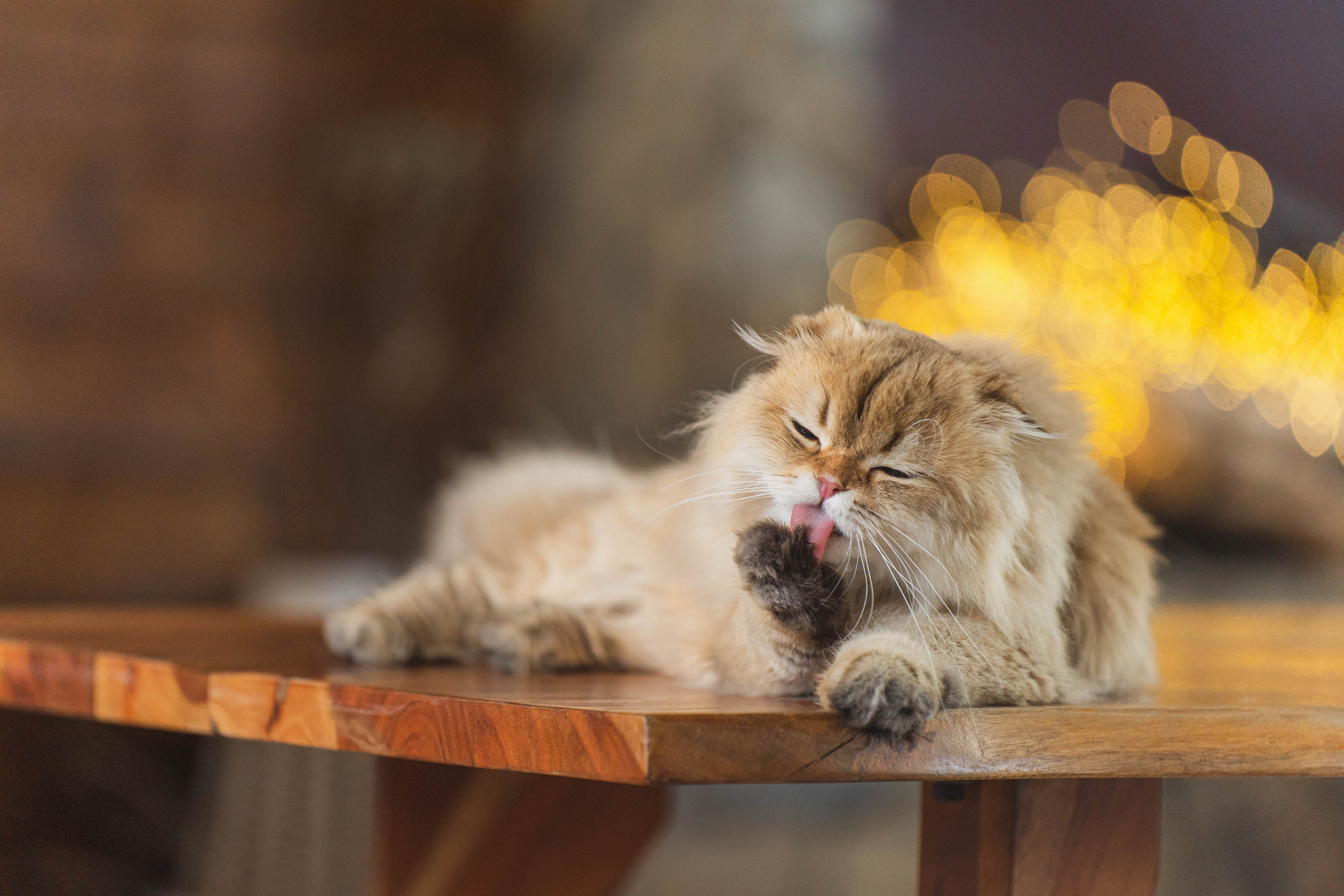 Питомник Шотландских кошек. Фотограф в Москве Ленарская Дарья