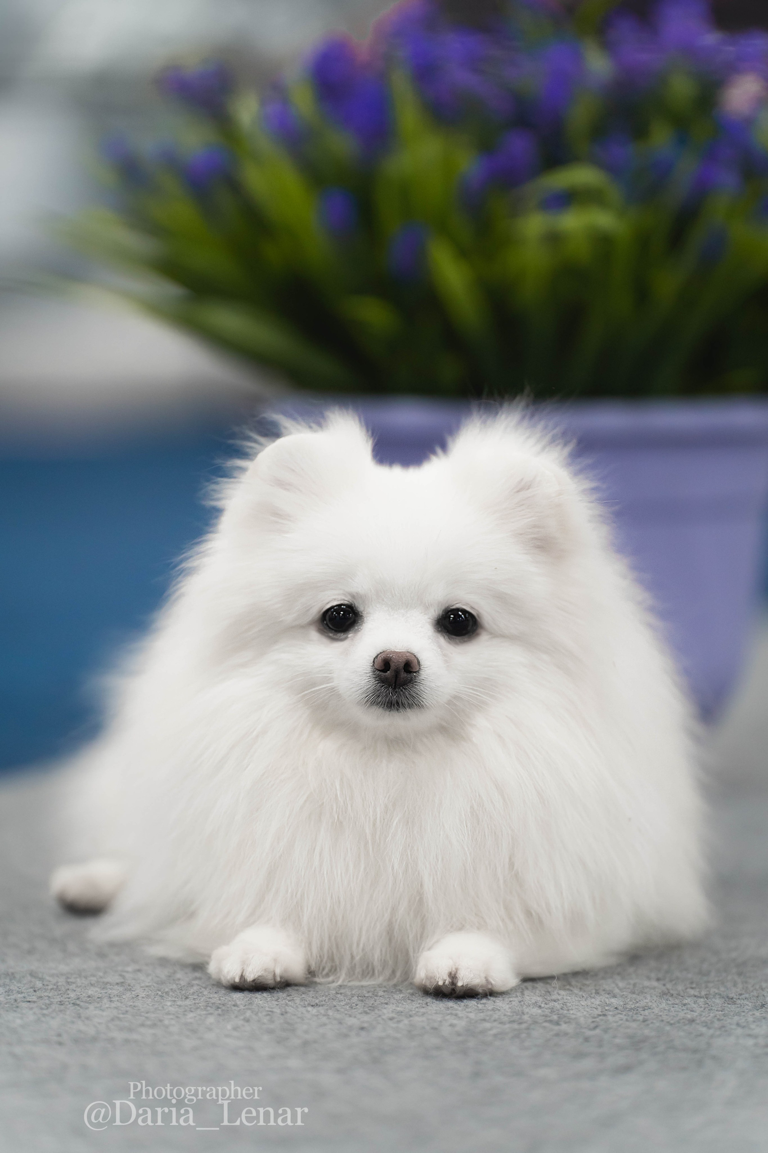 Выставки собак. Фотограф в Москве Ленарская Дарья