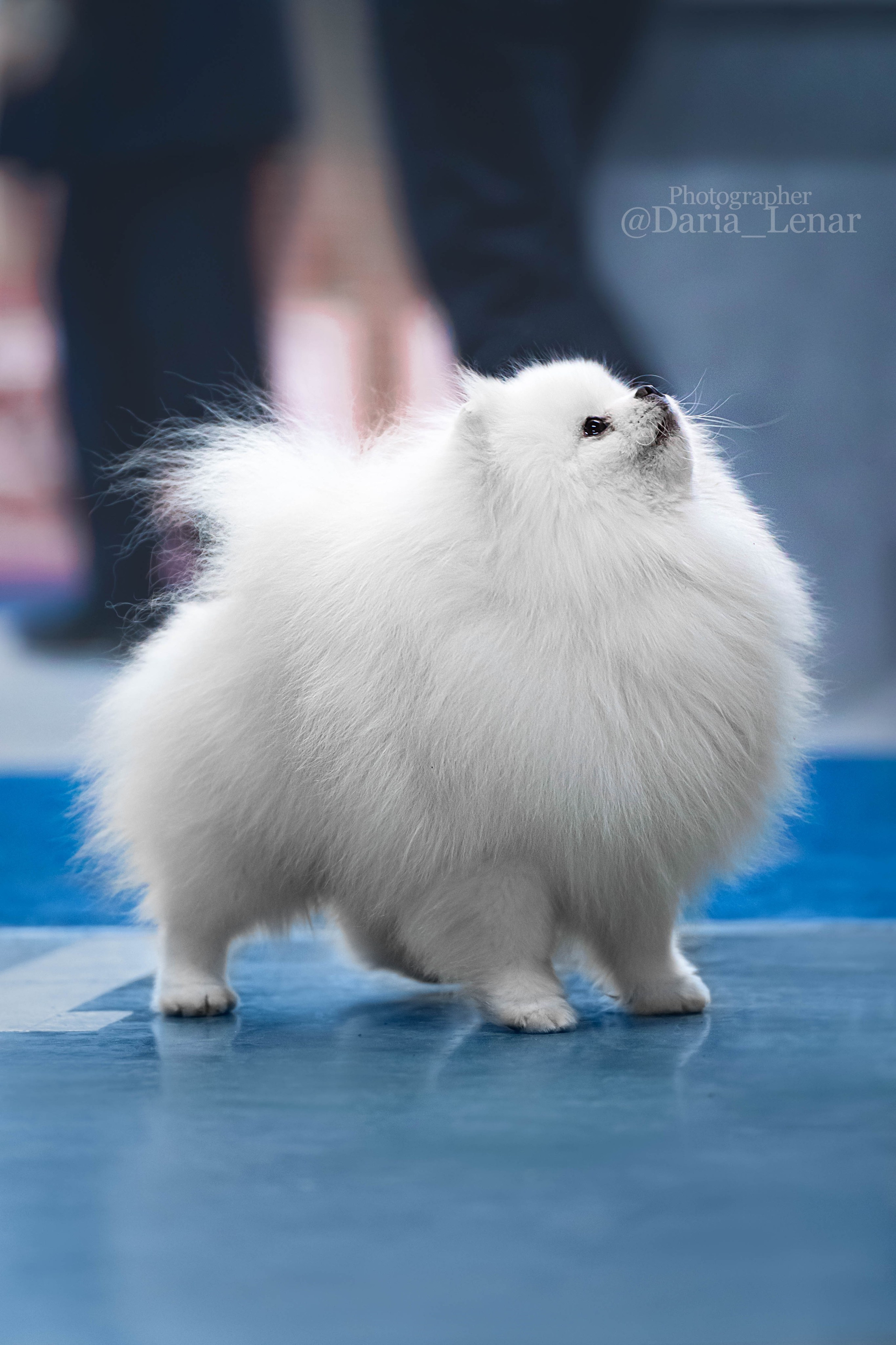 Выставки собак. Фотограф в Москве Ленарская Дарья