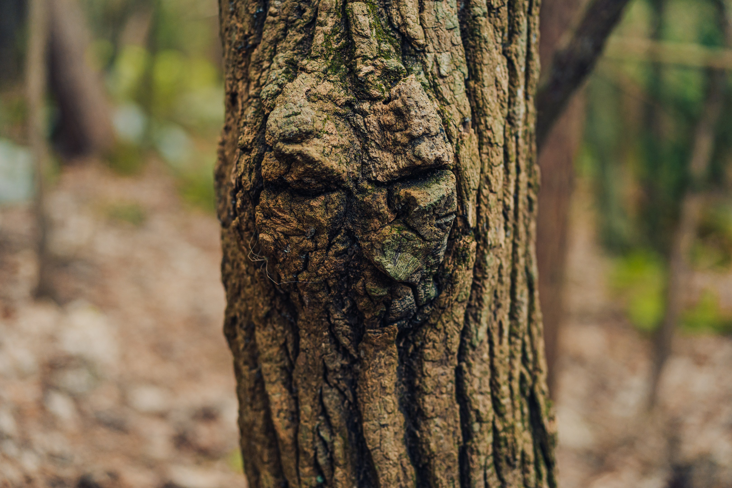 Тисовая роща | Остров Петрова. Иван Зайцев (IZIART) — создание культурного кода через фото и видео