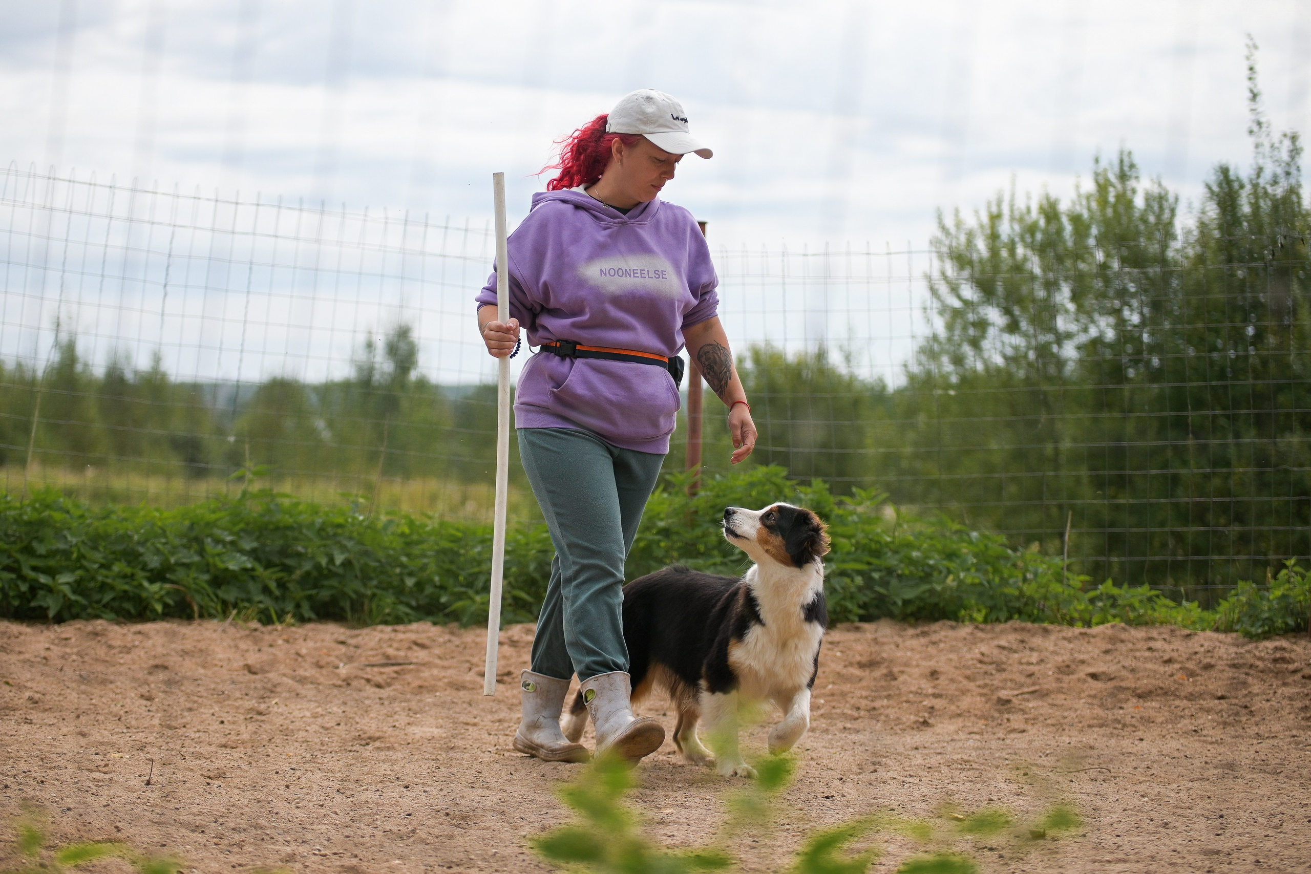 Пастьба собак. Творческий фотограф Вологда