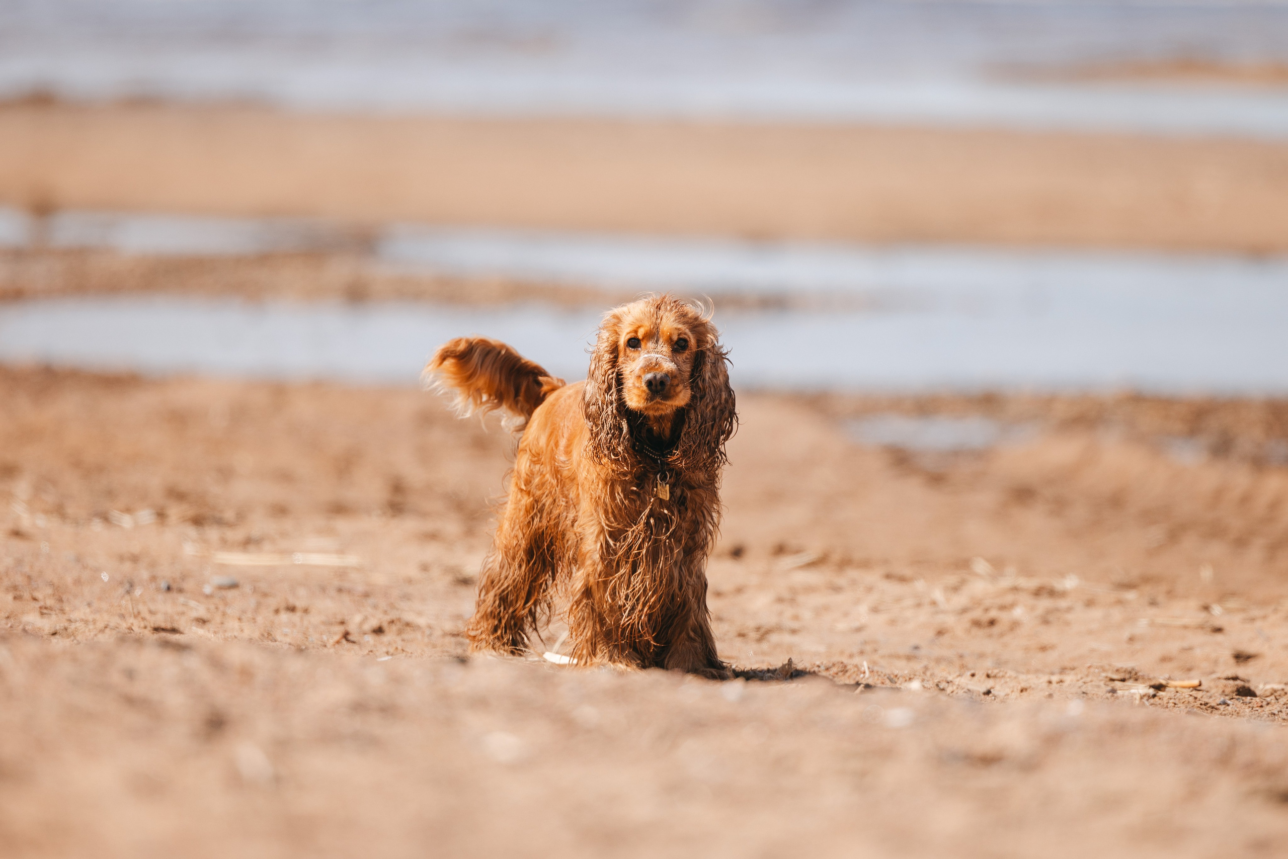 Спанимания. Фотограф анималист Осипчикова Мария