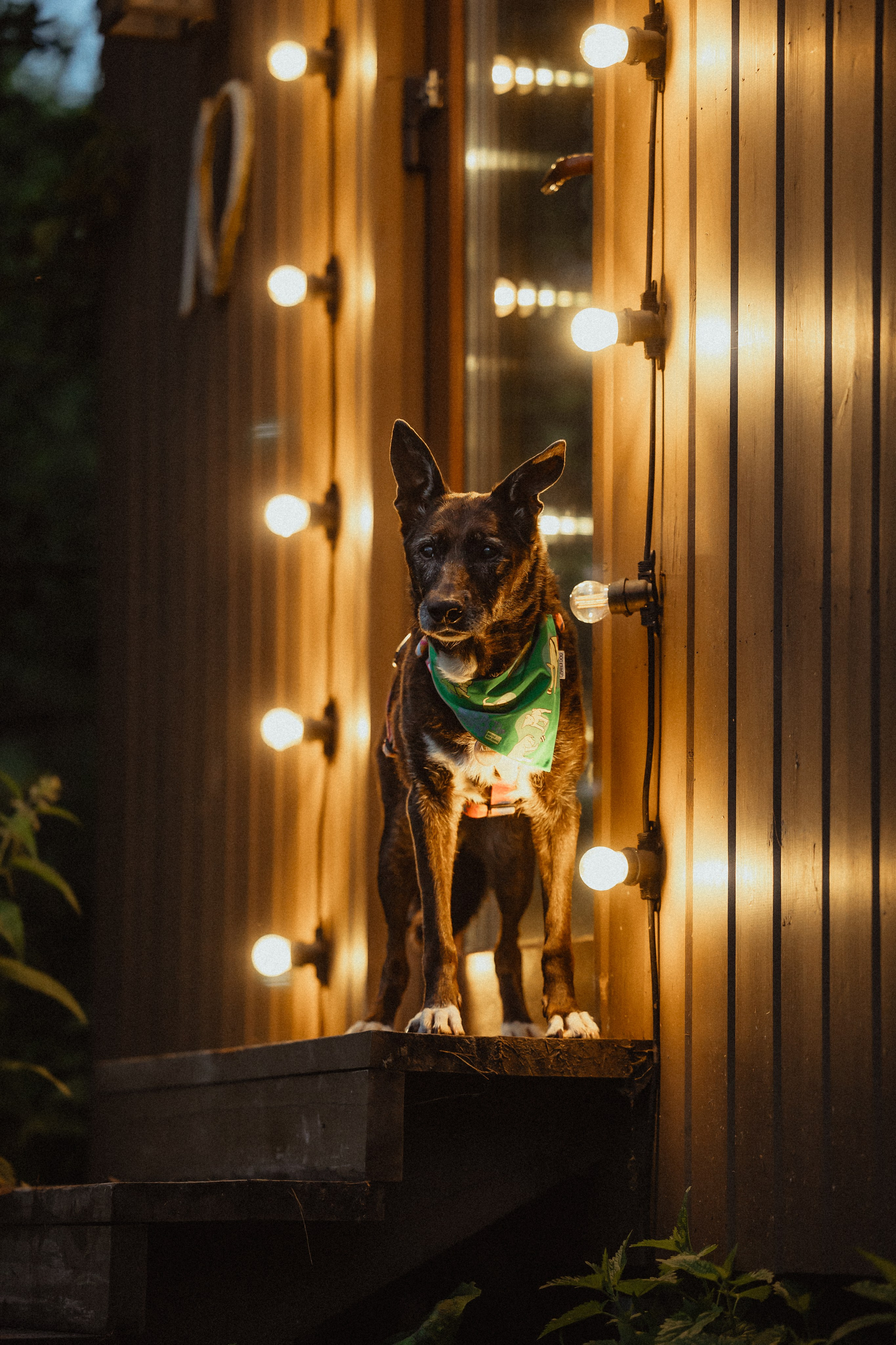 Выездной дог-тренинг от школы «Шерсть имею»