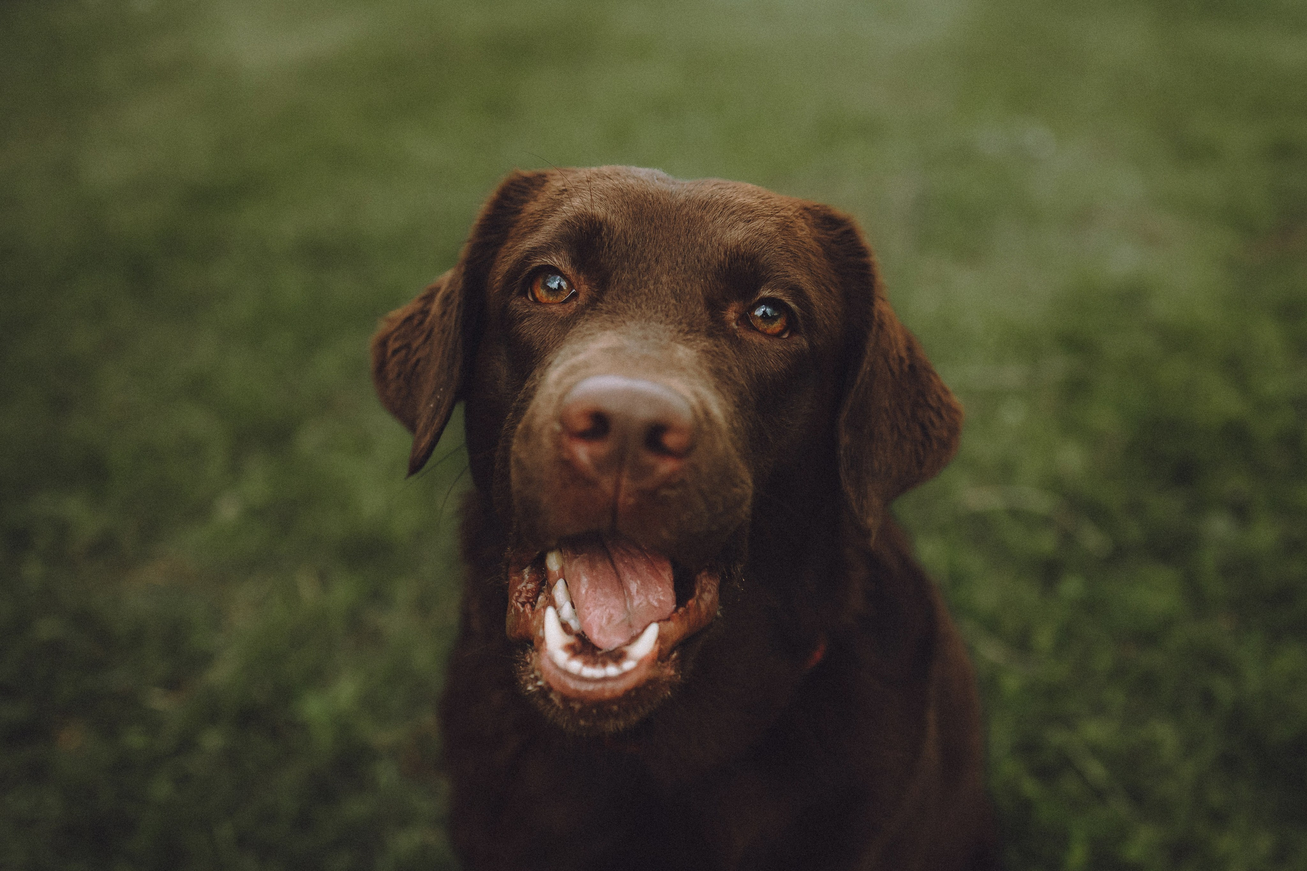 Катя, Ваня и Джеси