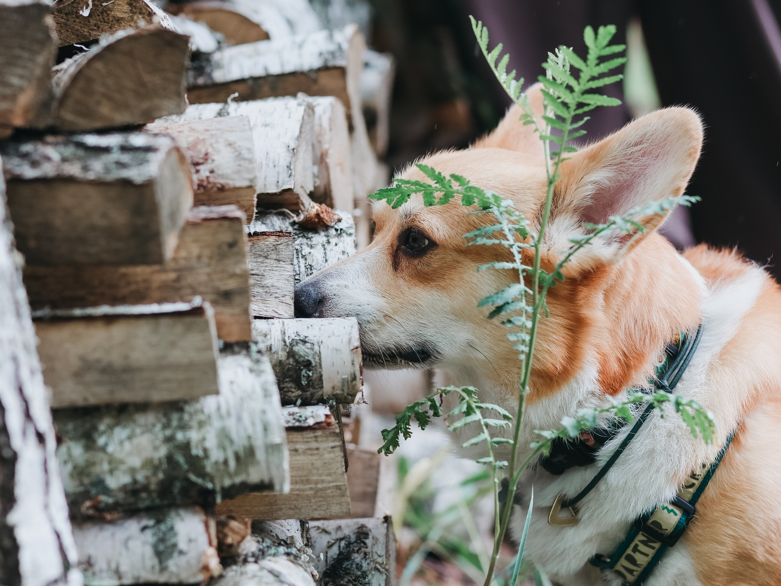 Лагерь ноузворк. Фотограф-анималист в Москве Кириллова Татьяна