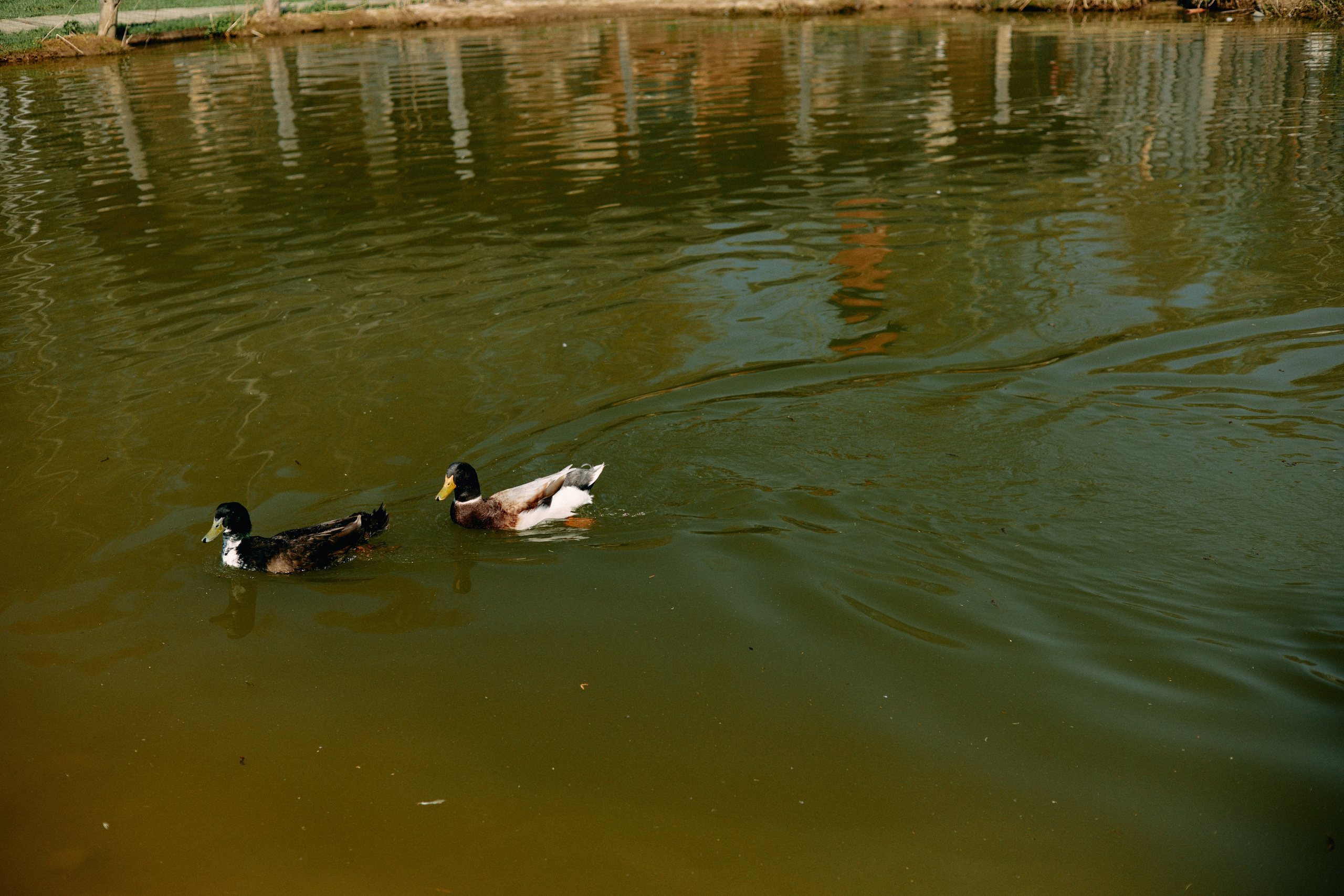 Бутик-отель Поле летом. Профессиональный Фотограф во Владимире, в Москве и в Суздале — Полина Романычева
